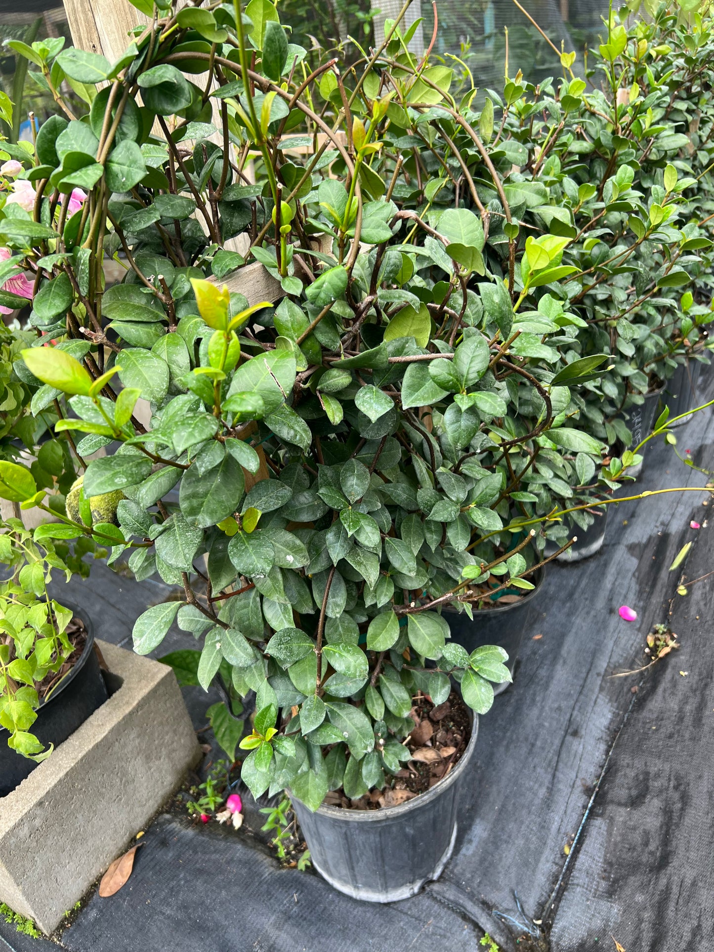 Jasmine Shrubs