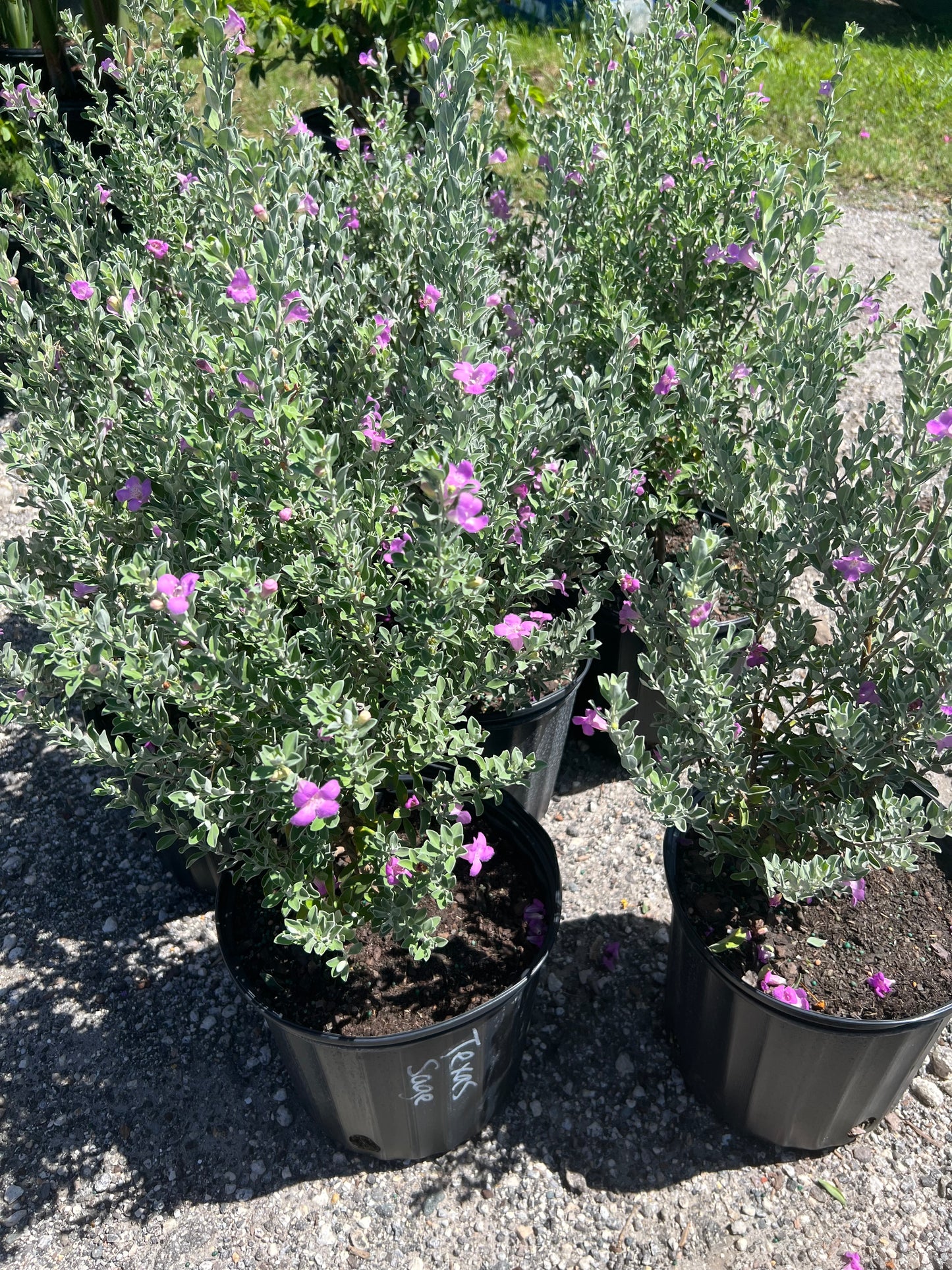 Texas Sage (Leucophyllum frutescens)