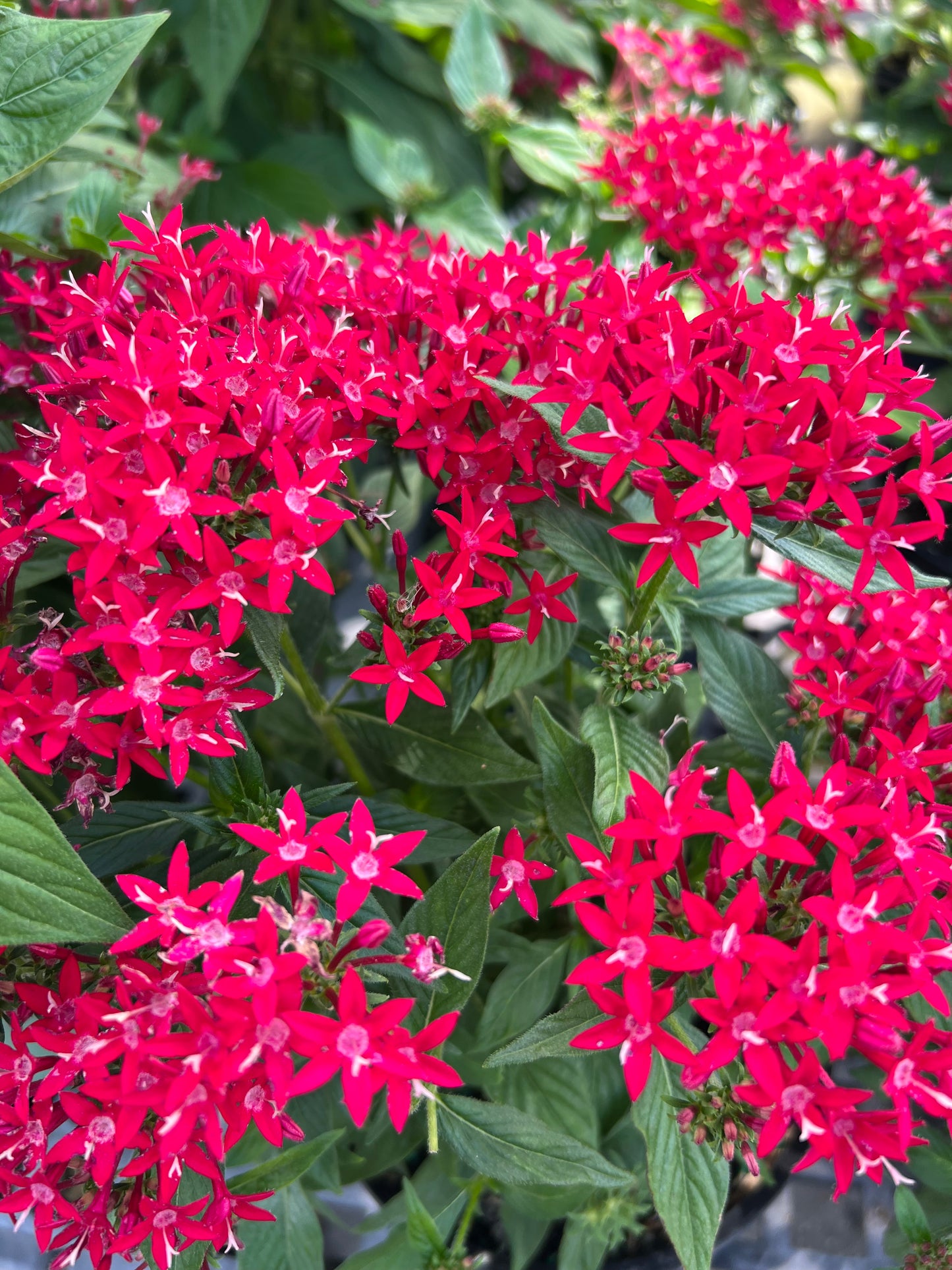 Pentas (Pentas Lanceolata) 1G