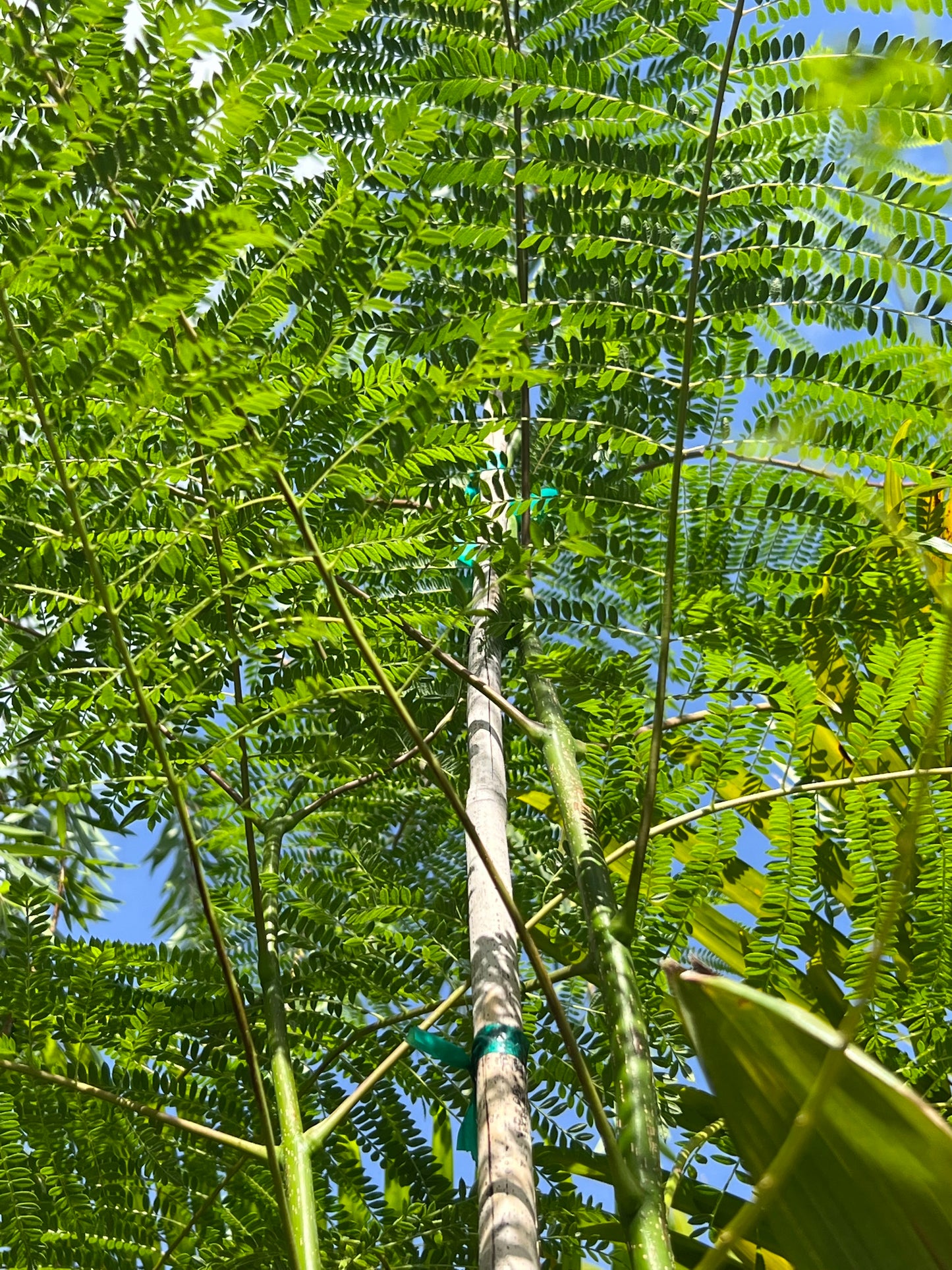 Jacaranda Tree