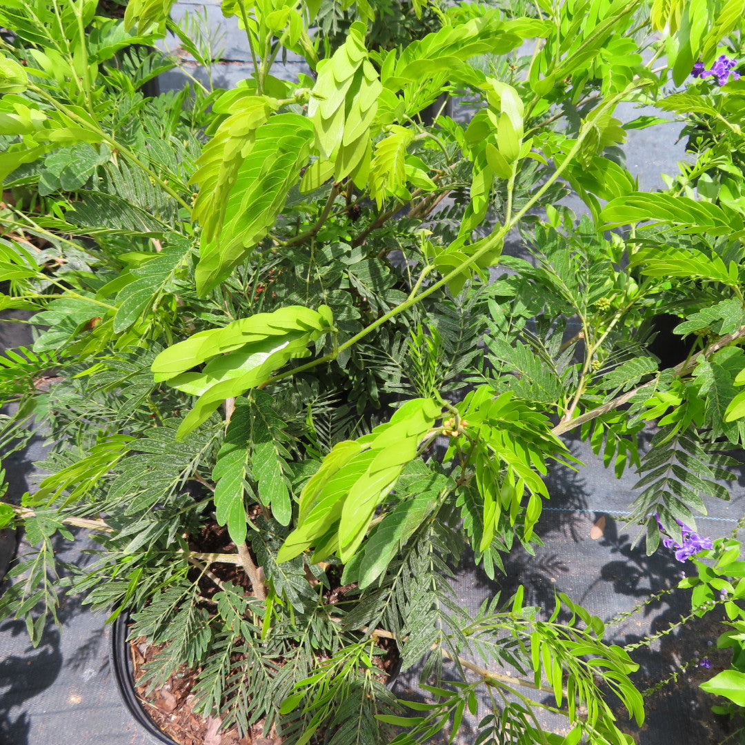 Powderpuff Shrub