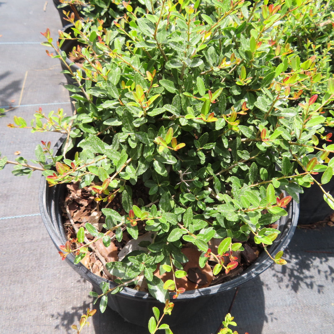 Ilex Schilling
