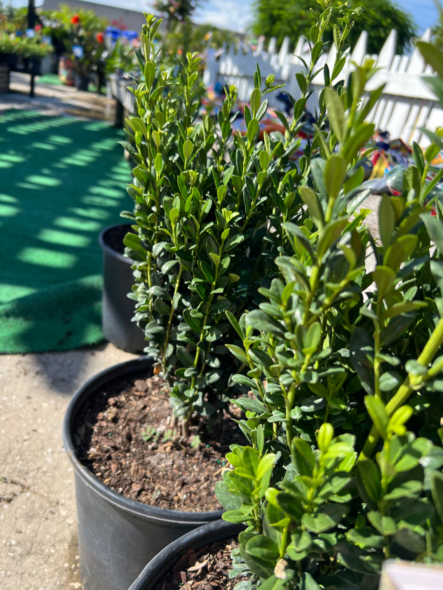 Ilex Sky Pencil (crenata)