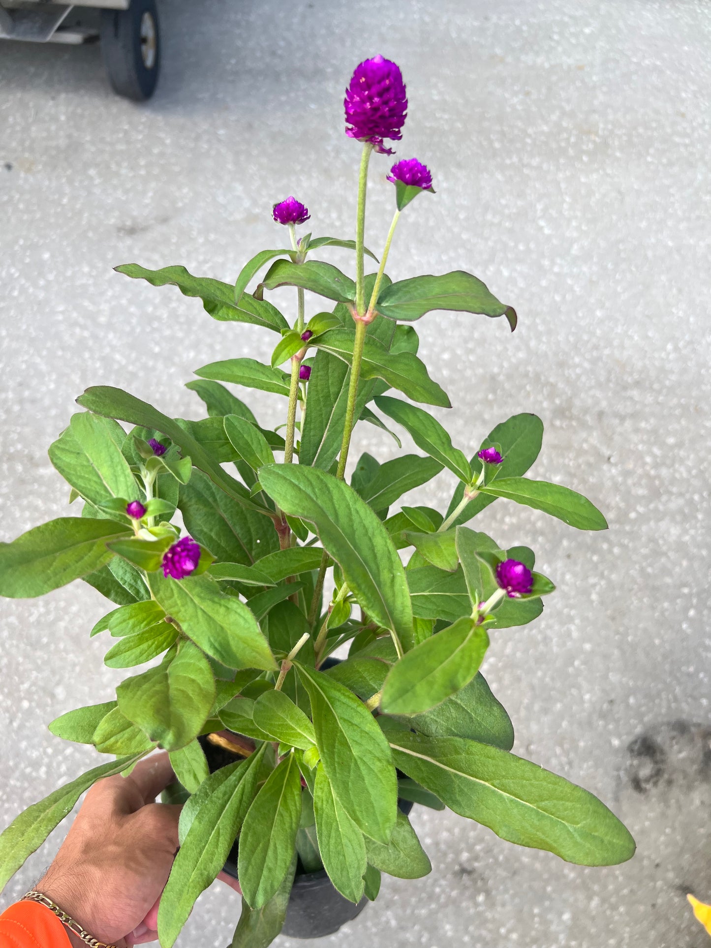 Gomphrena-1G