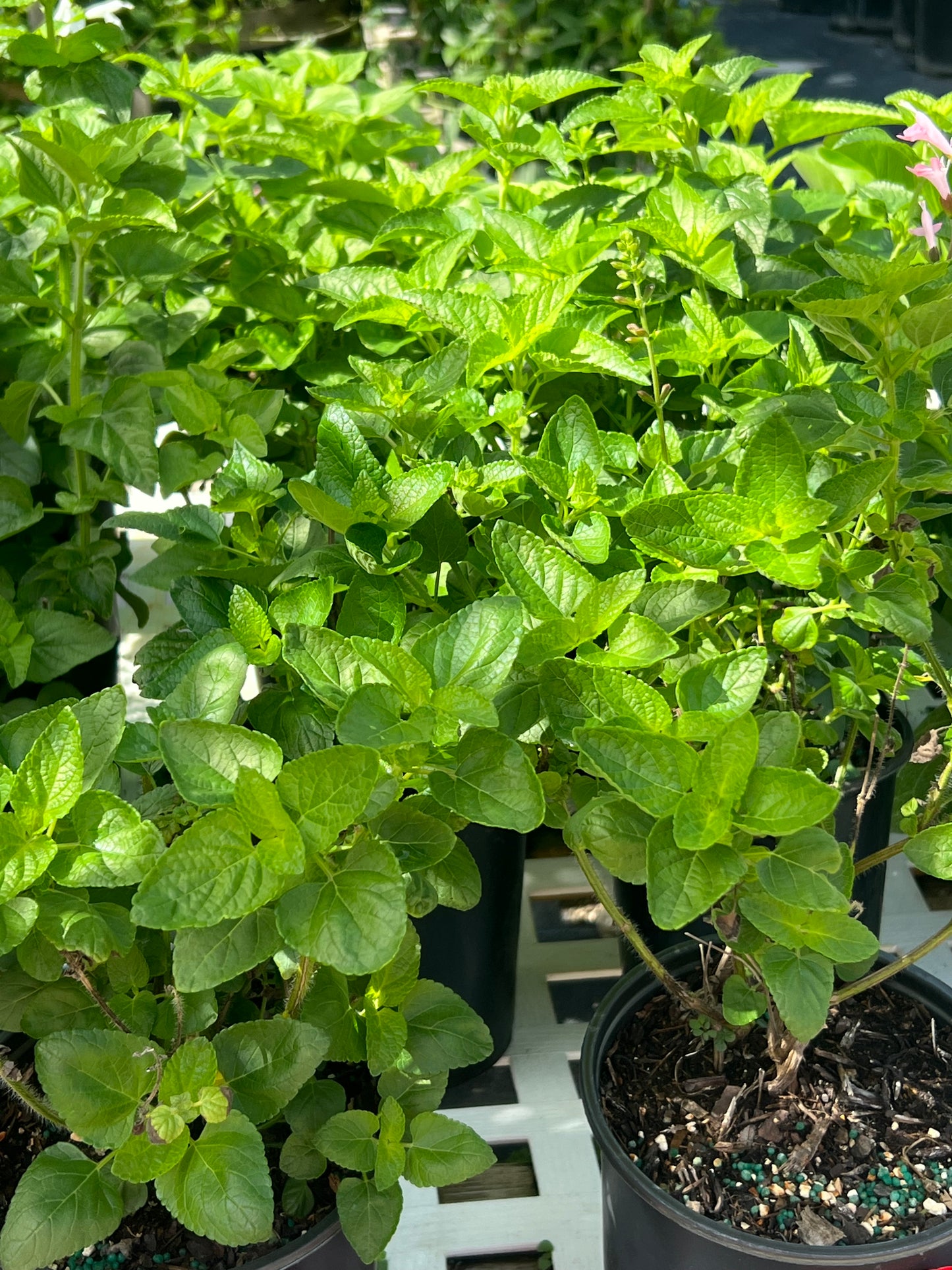 Sage Tropical (Salvia Coccinea) N