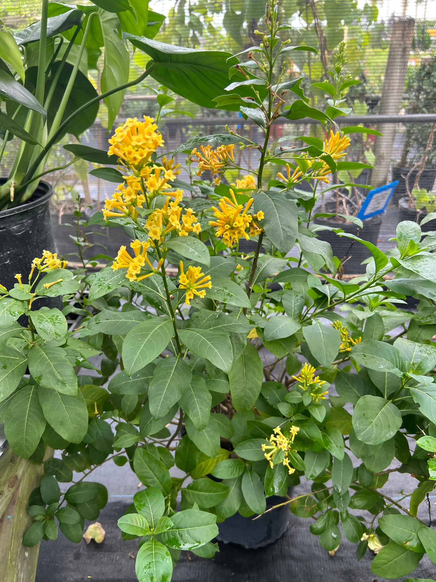 Jasmine Shrubs