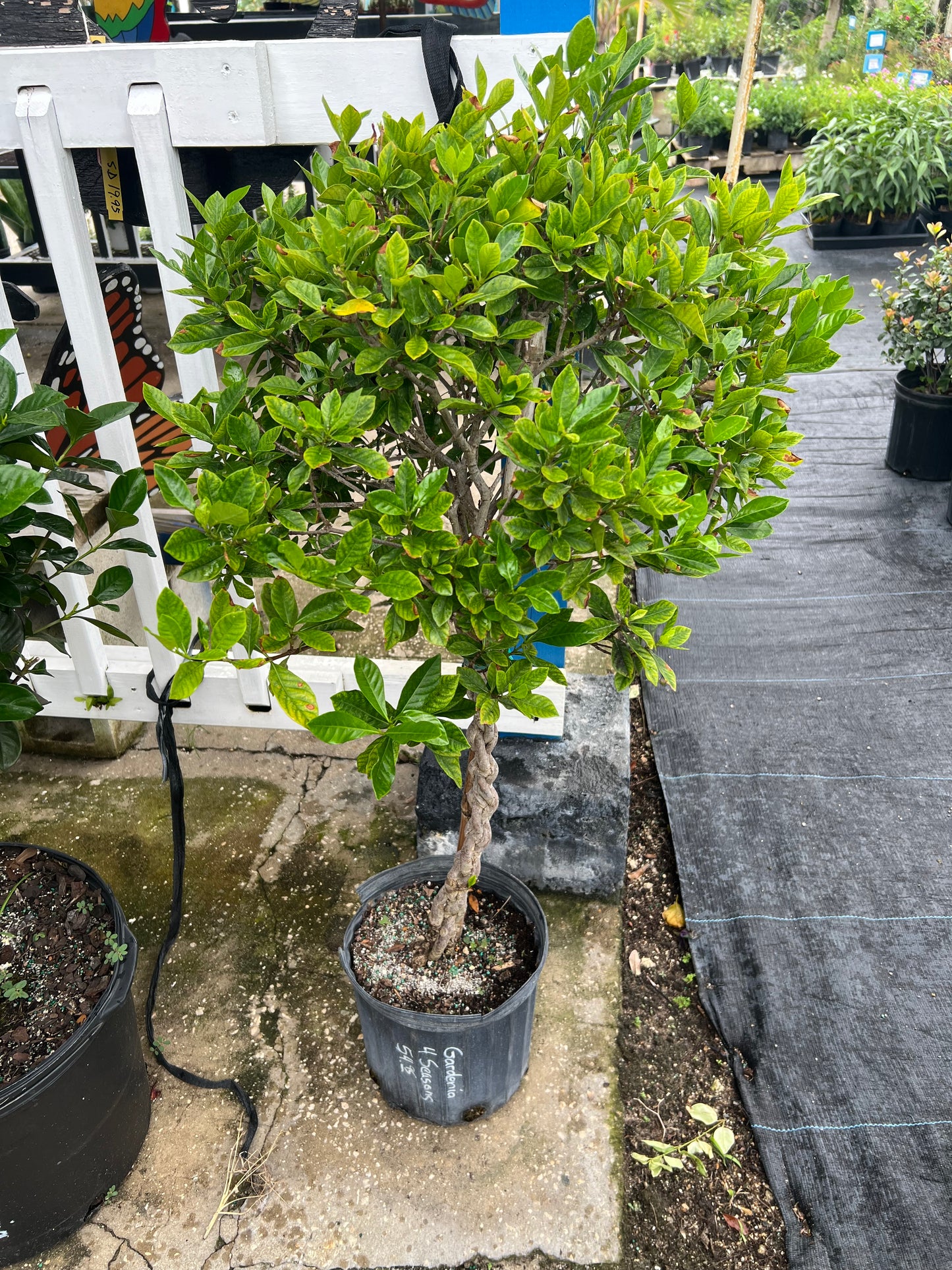 Gardenia 4 Seasons