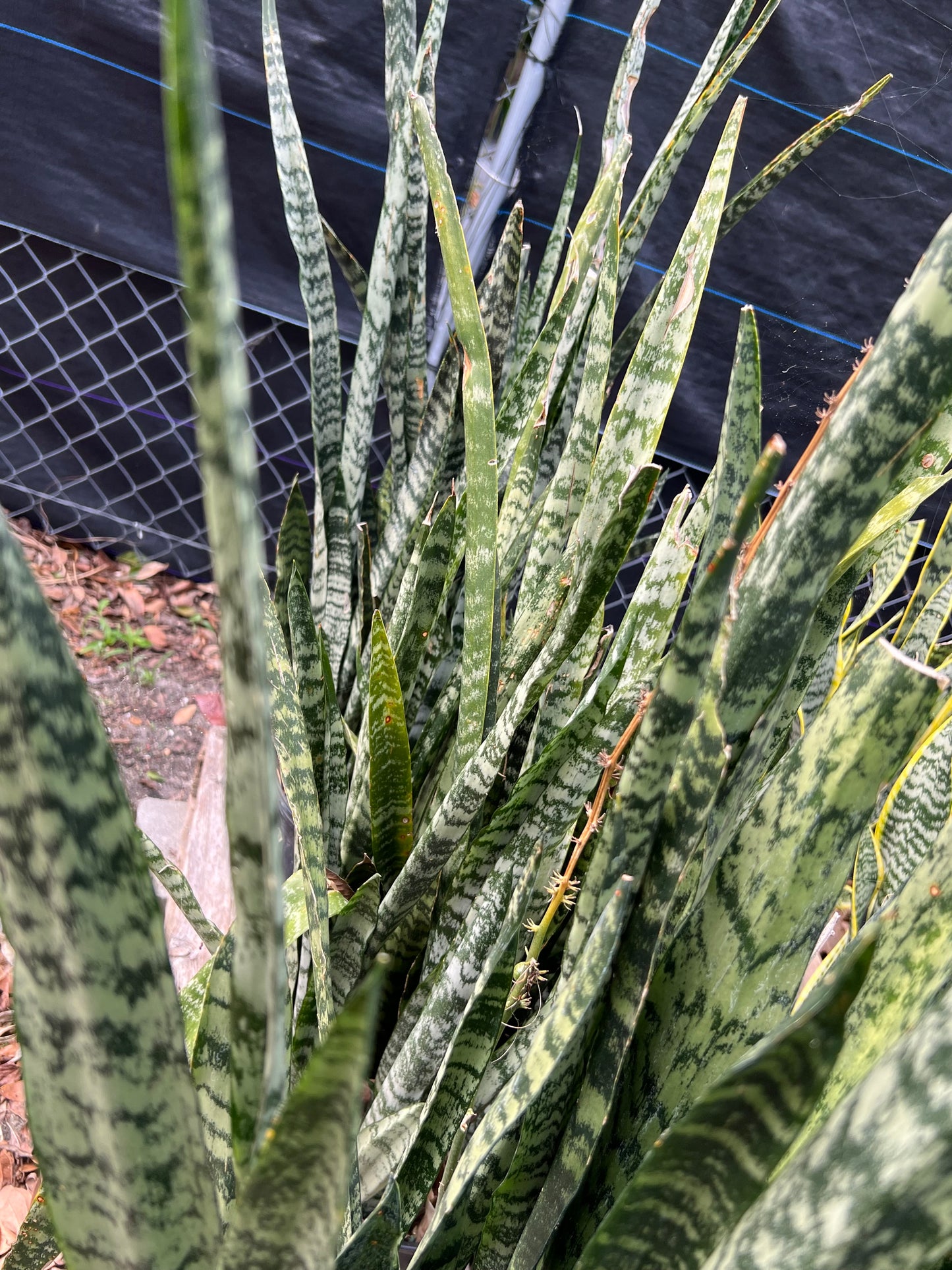 Sansevieria Winter Grn-3G-3 gal