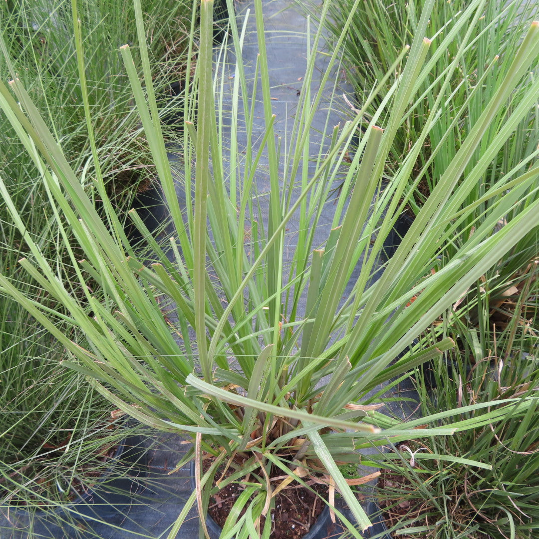 Grass Fakahatchee