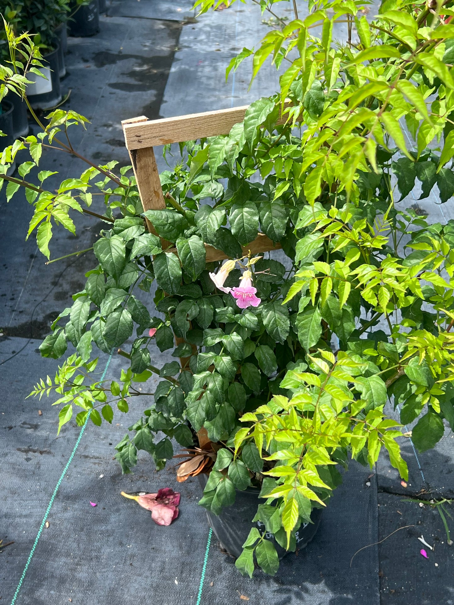 Trumpet Vine Trellis-3G-3 G