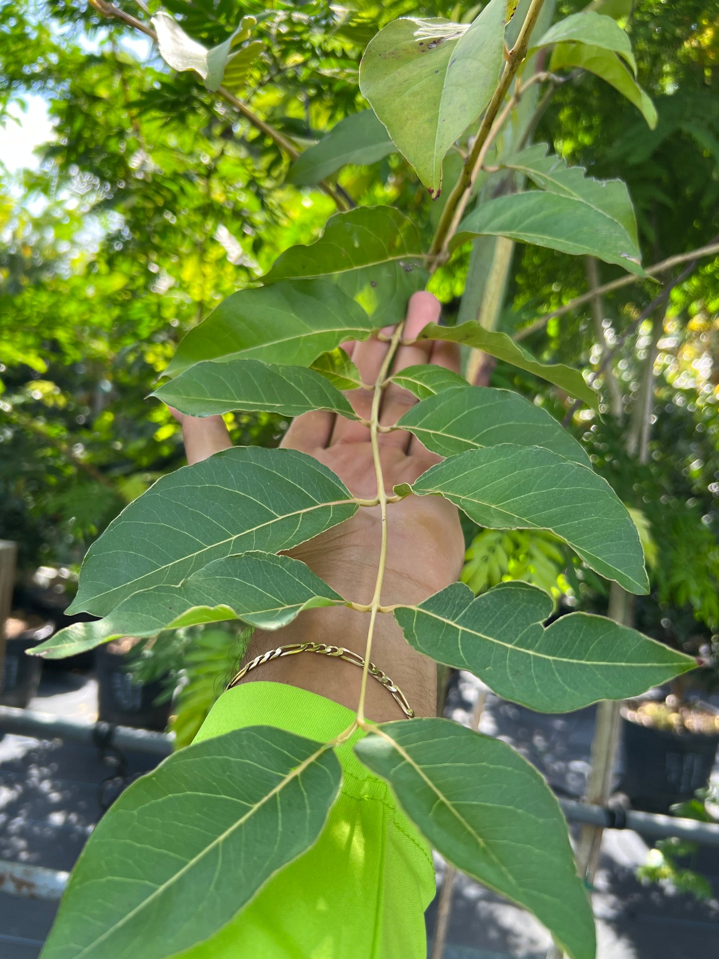 Eucalyptus Rainbow Tree
