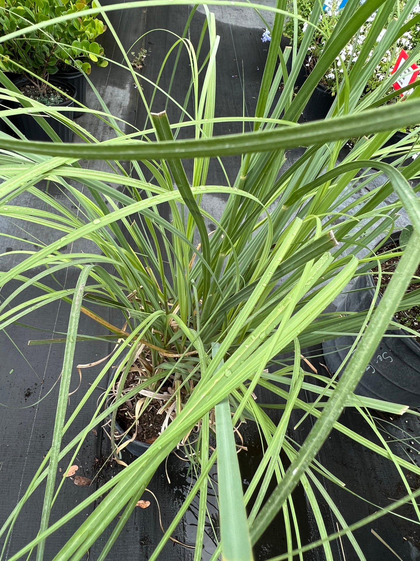Pampas Grass-3G-3 gal