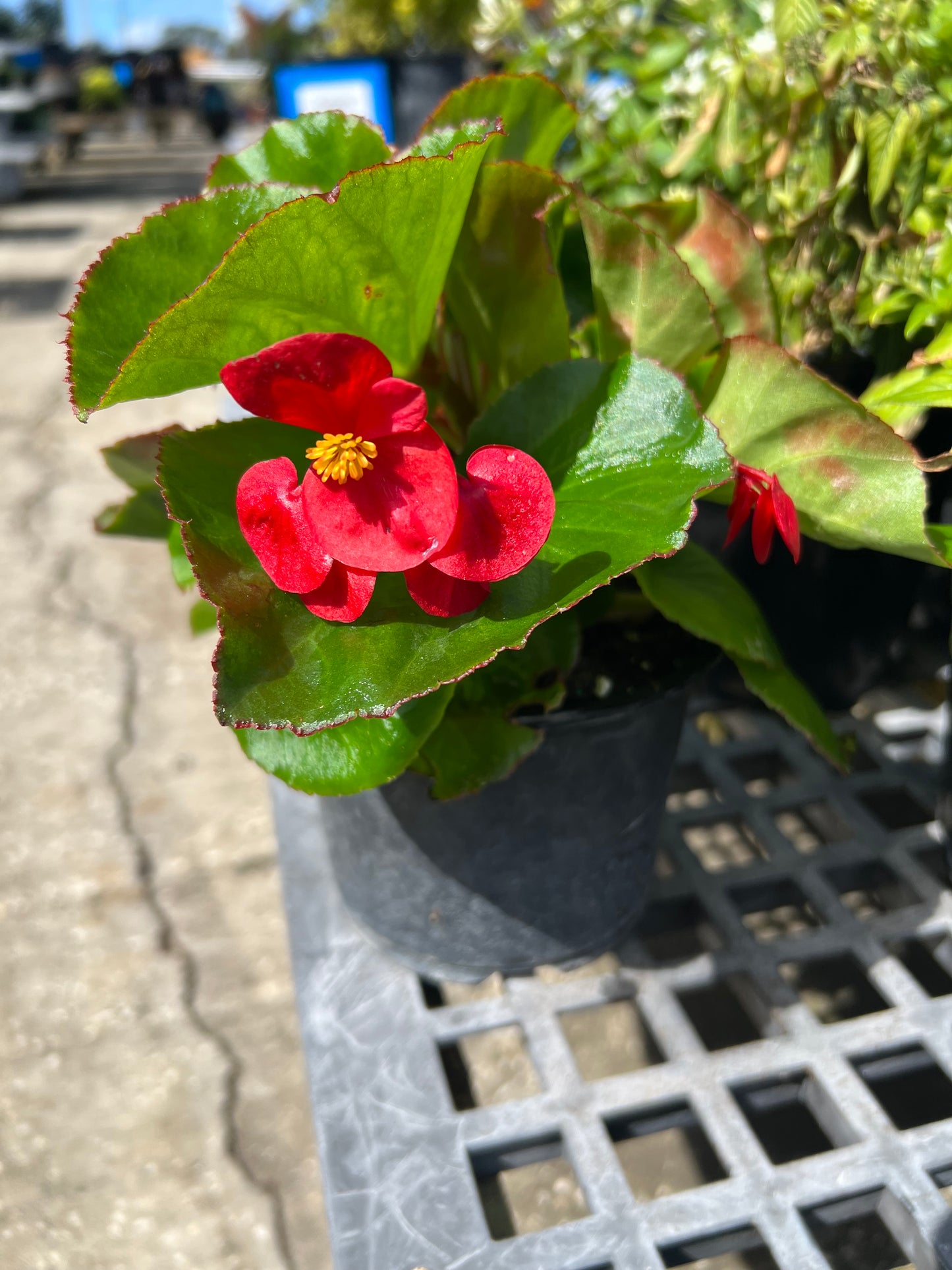 Begonia
