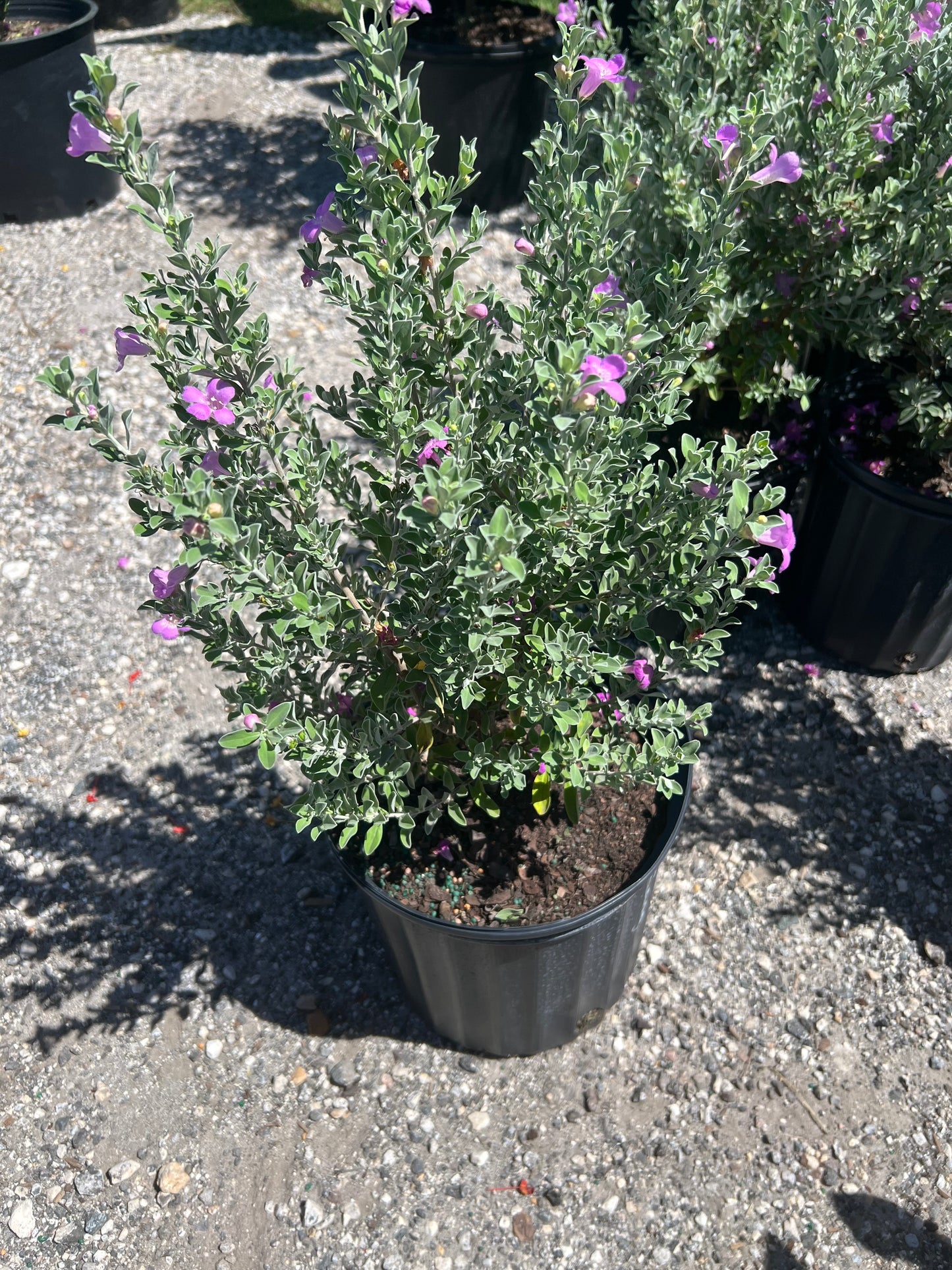 Texas Sage (Leucophyllum frutescens)