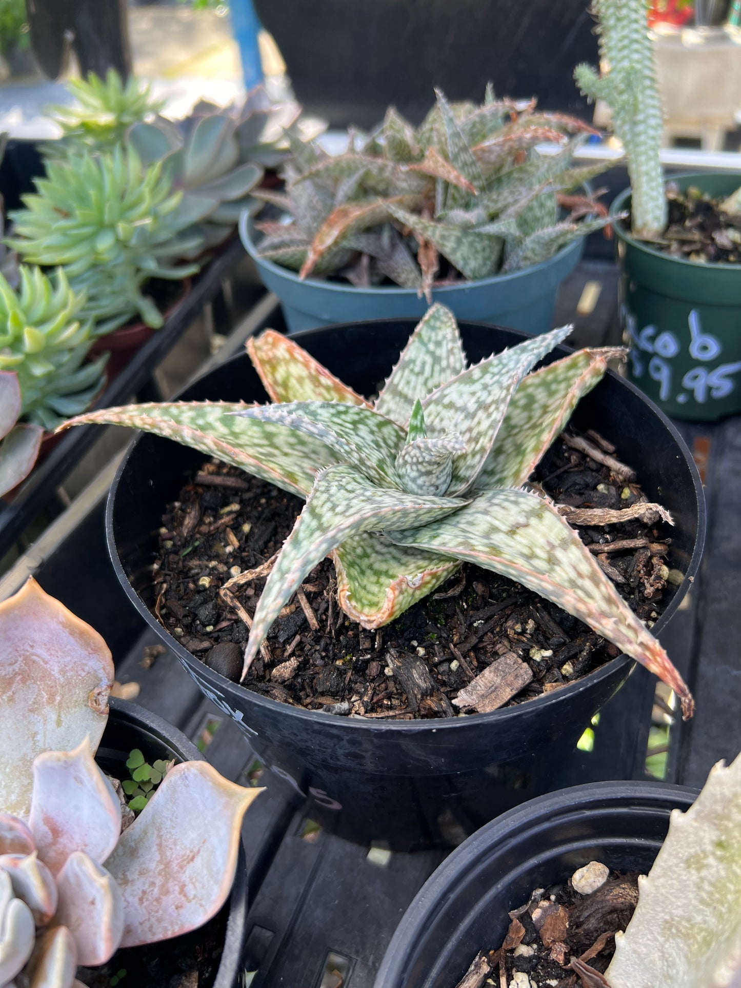 White Fox Aloe 1 Gal