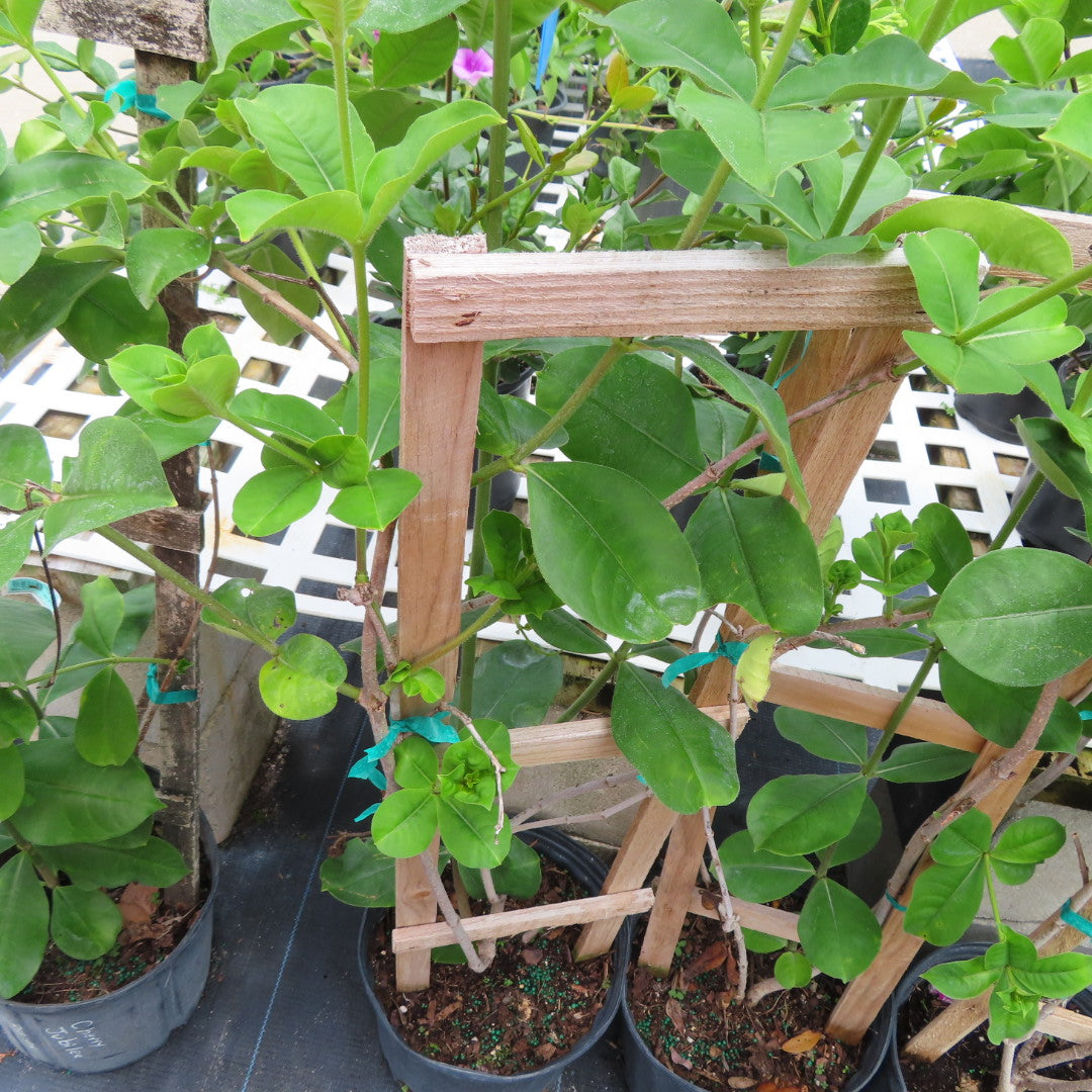 Allamanda Cherries Jubilee-3G-3 gal