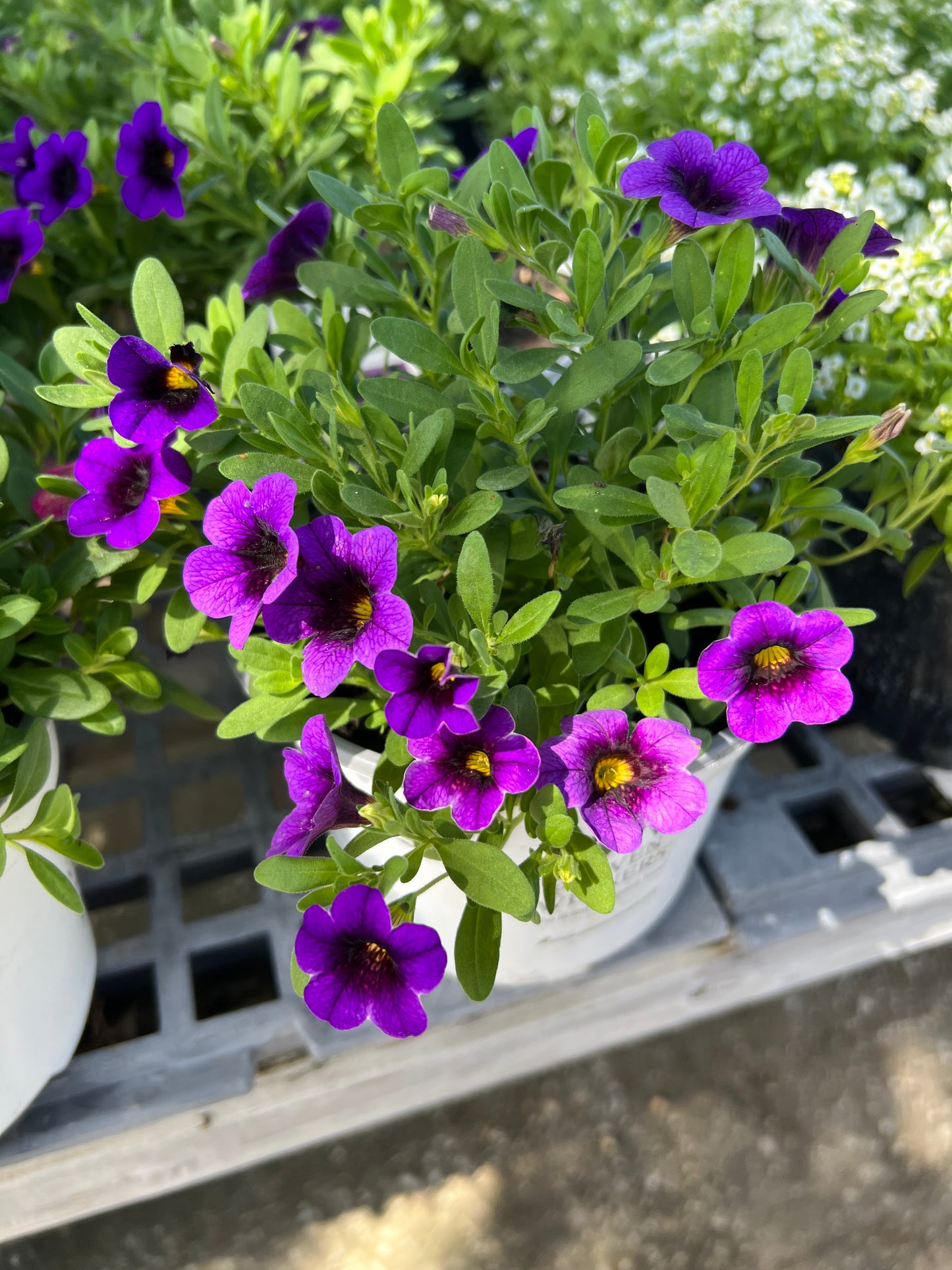 Calibrachoa