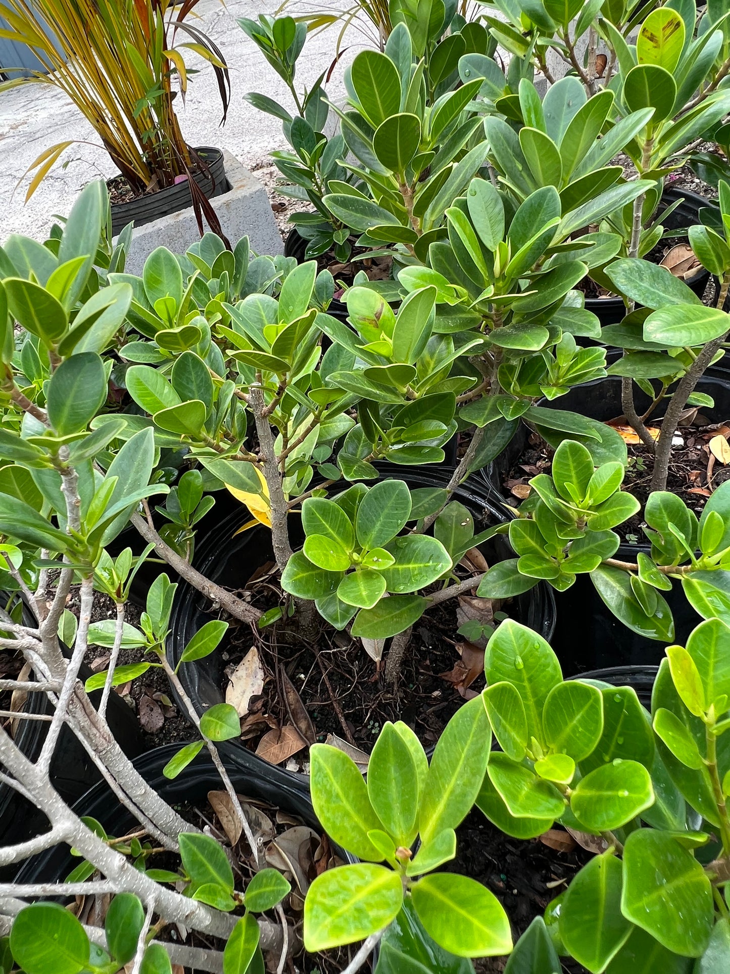 Ficus Green Island