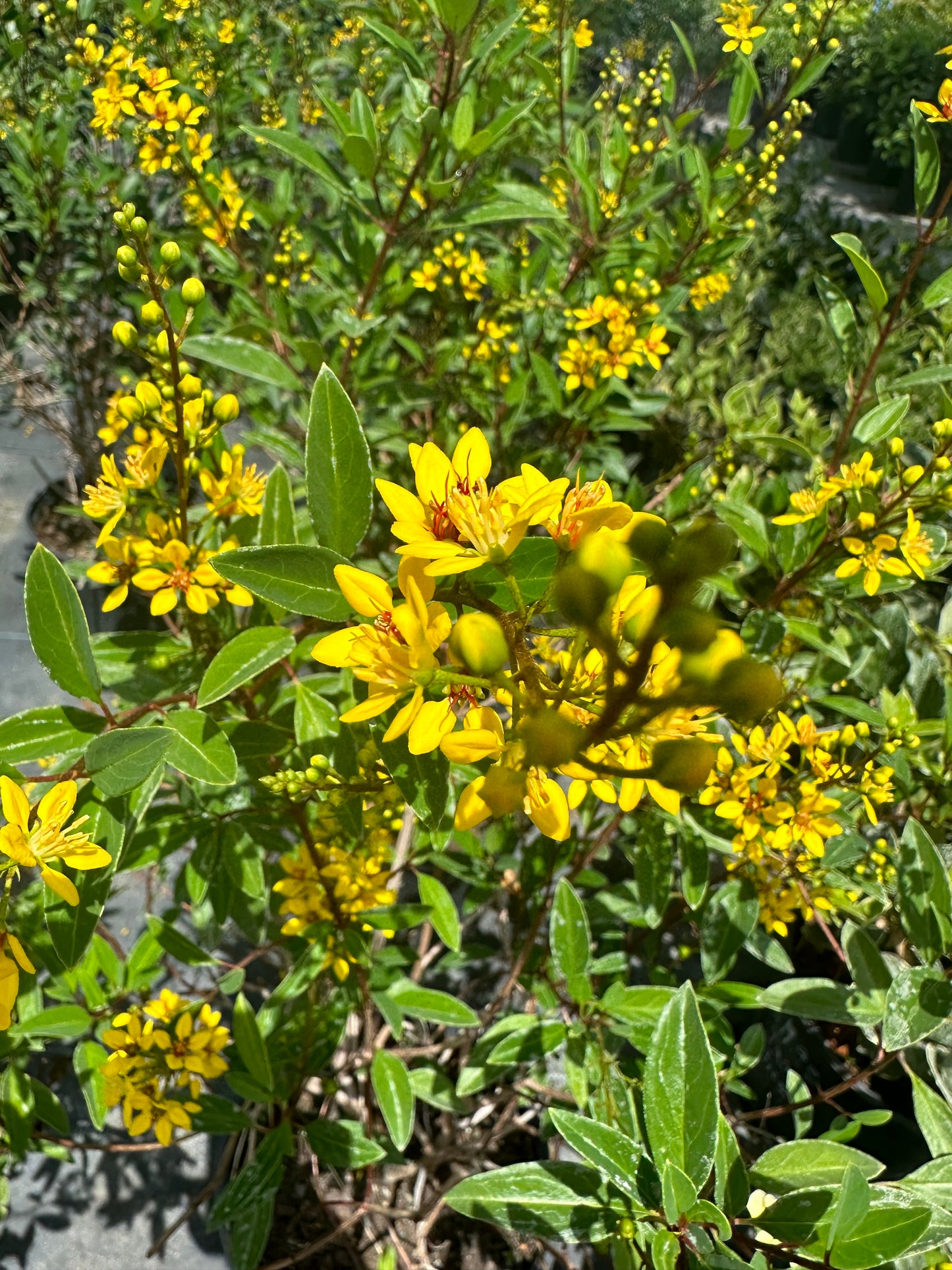 Thryallis (Galphimia glauca)