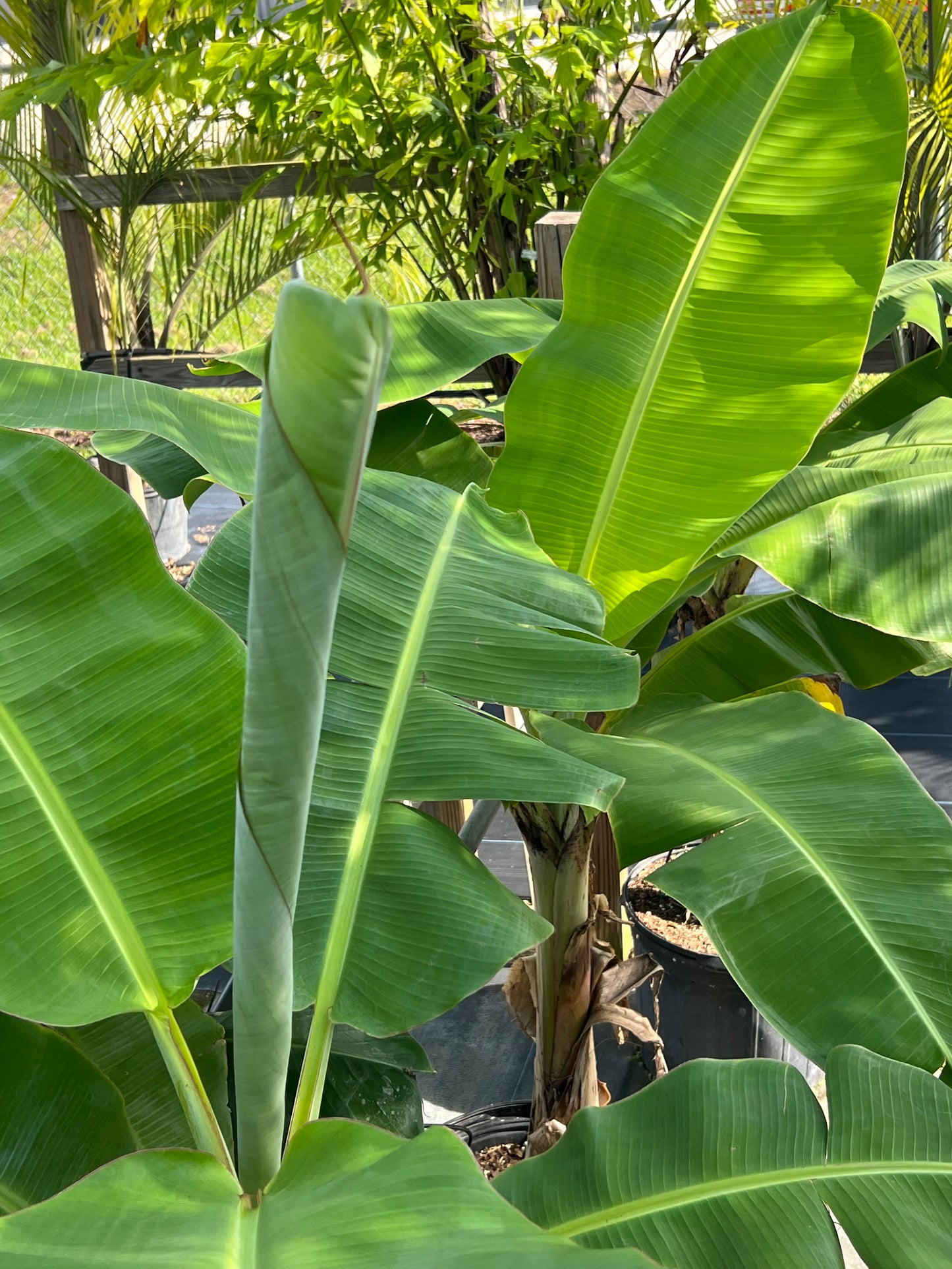 Banana (Musa) Trees