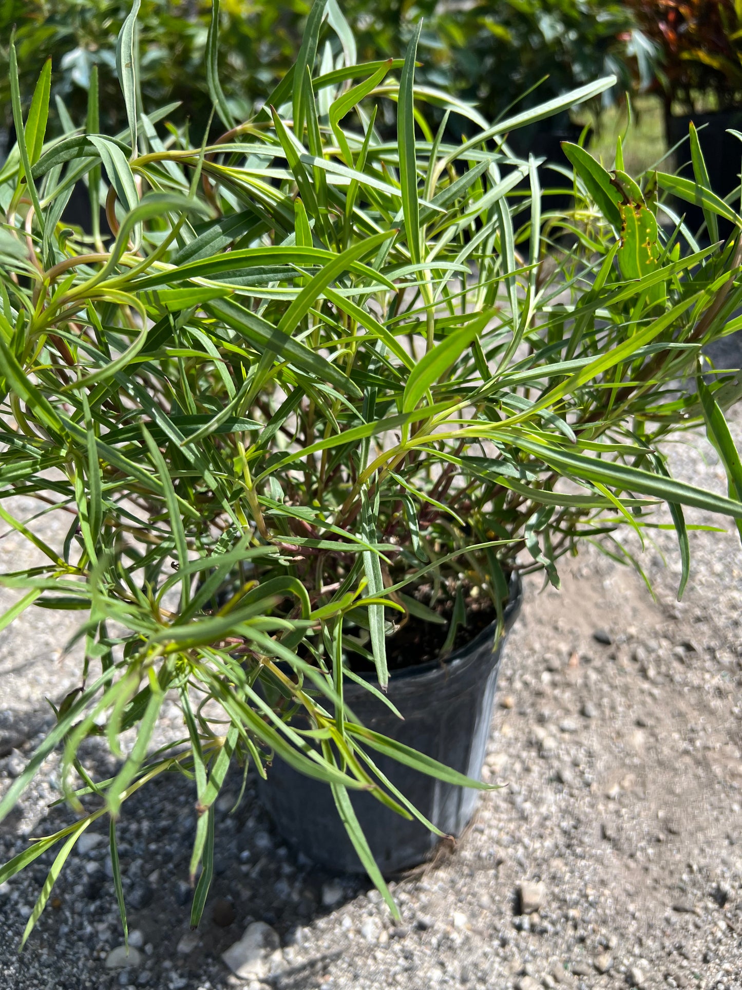 Yellowtop N (Flaveria Llnearis)