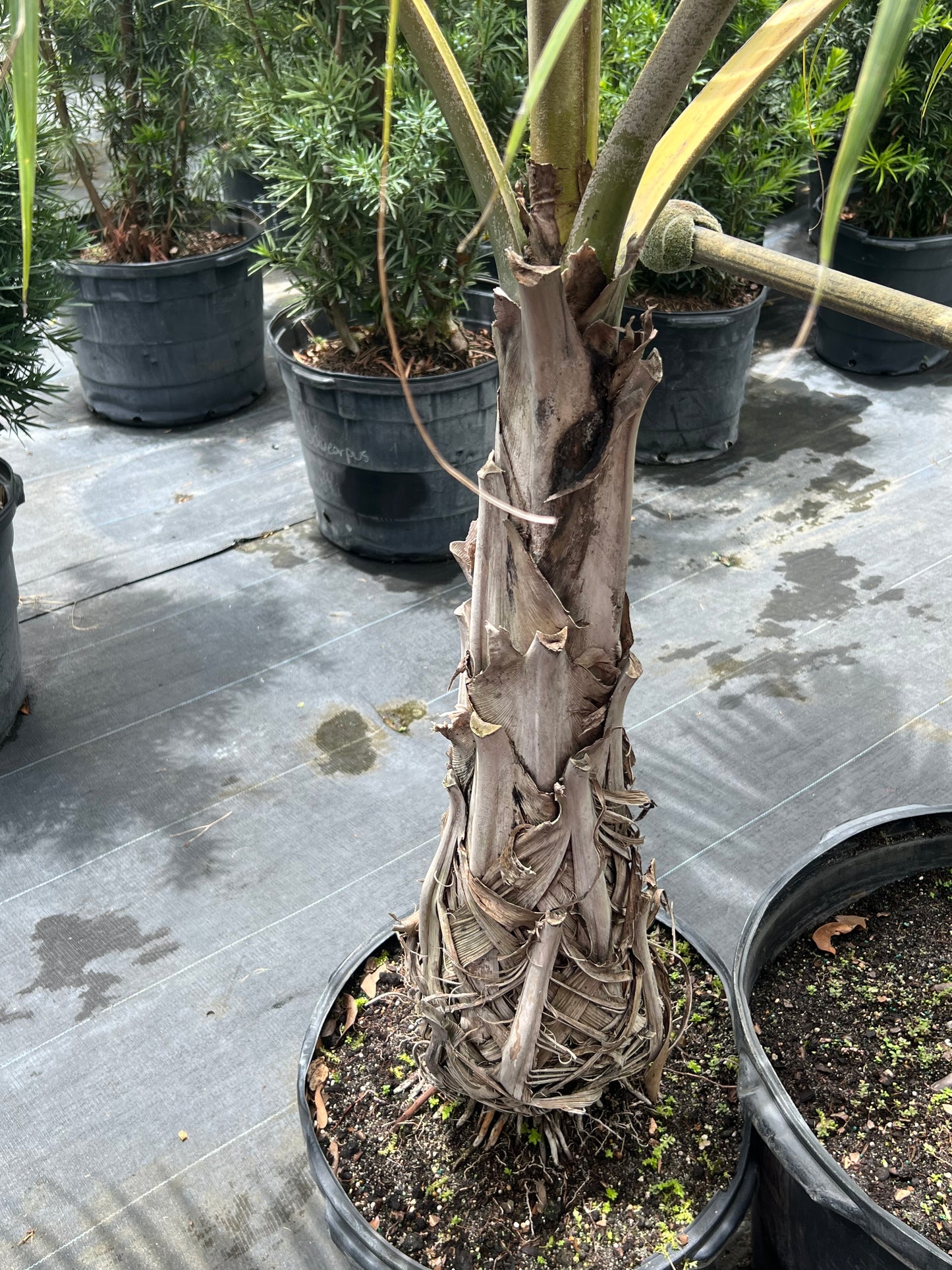 Palm Hurricane