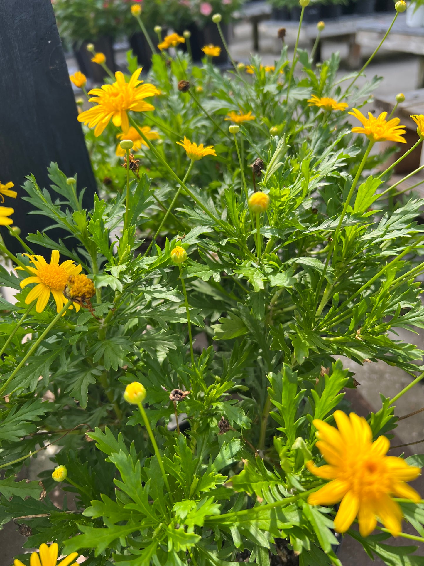 Daisy Bush (Euryops pectinatus) 1G