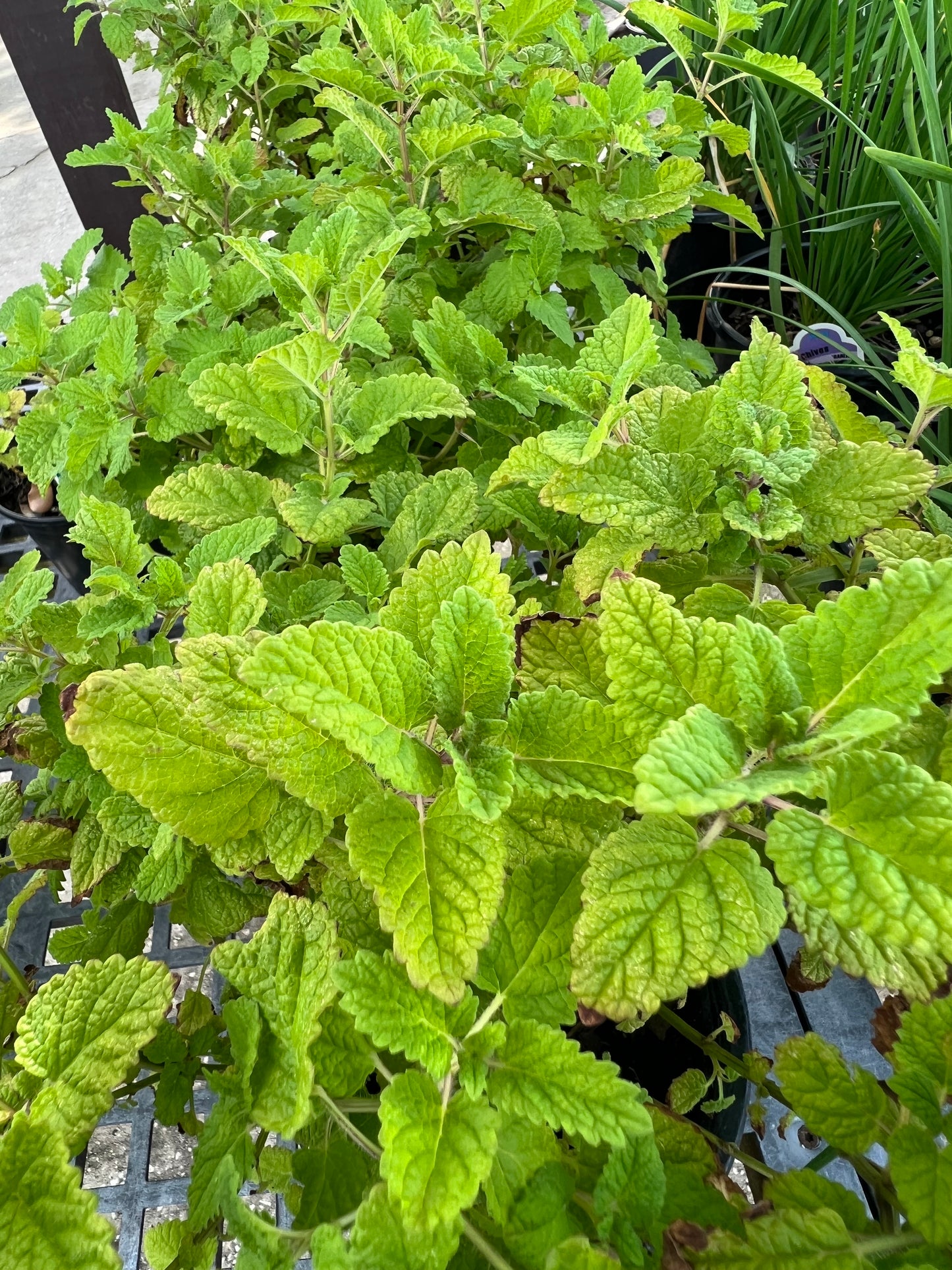 Herb Lemon Balm 1G