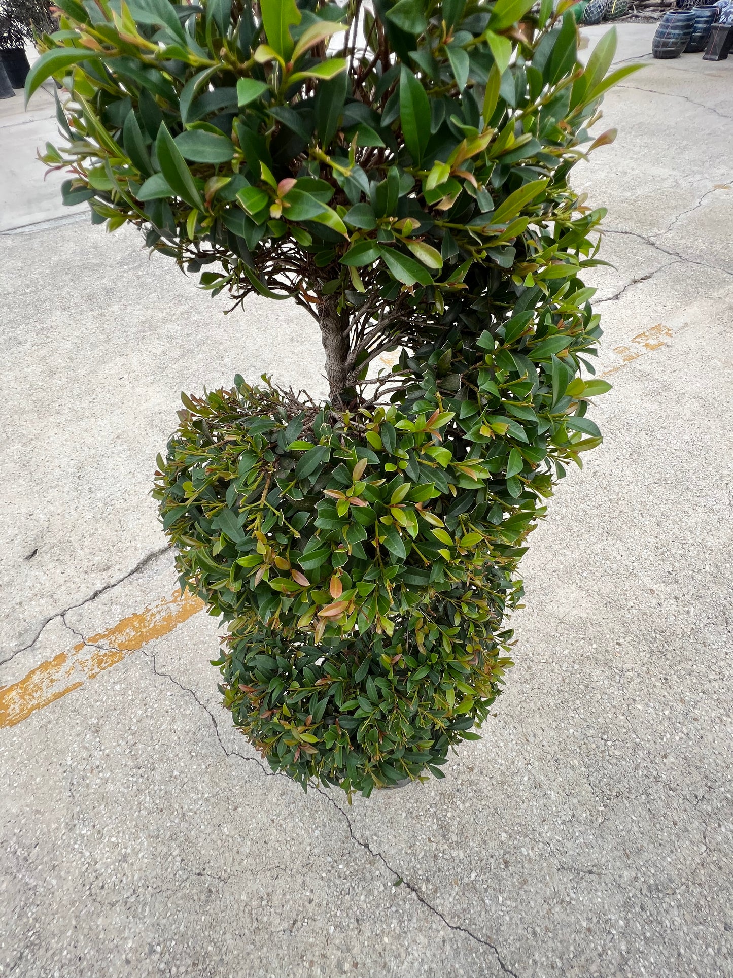 Eugenia Topiary Spiral