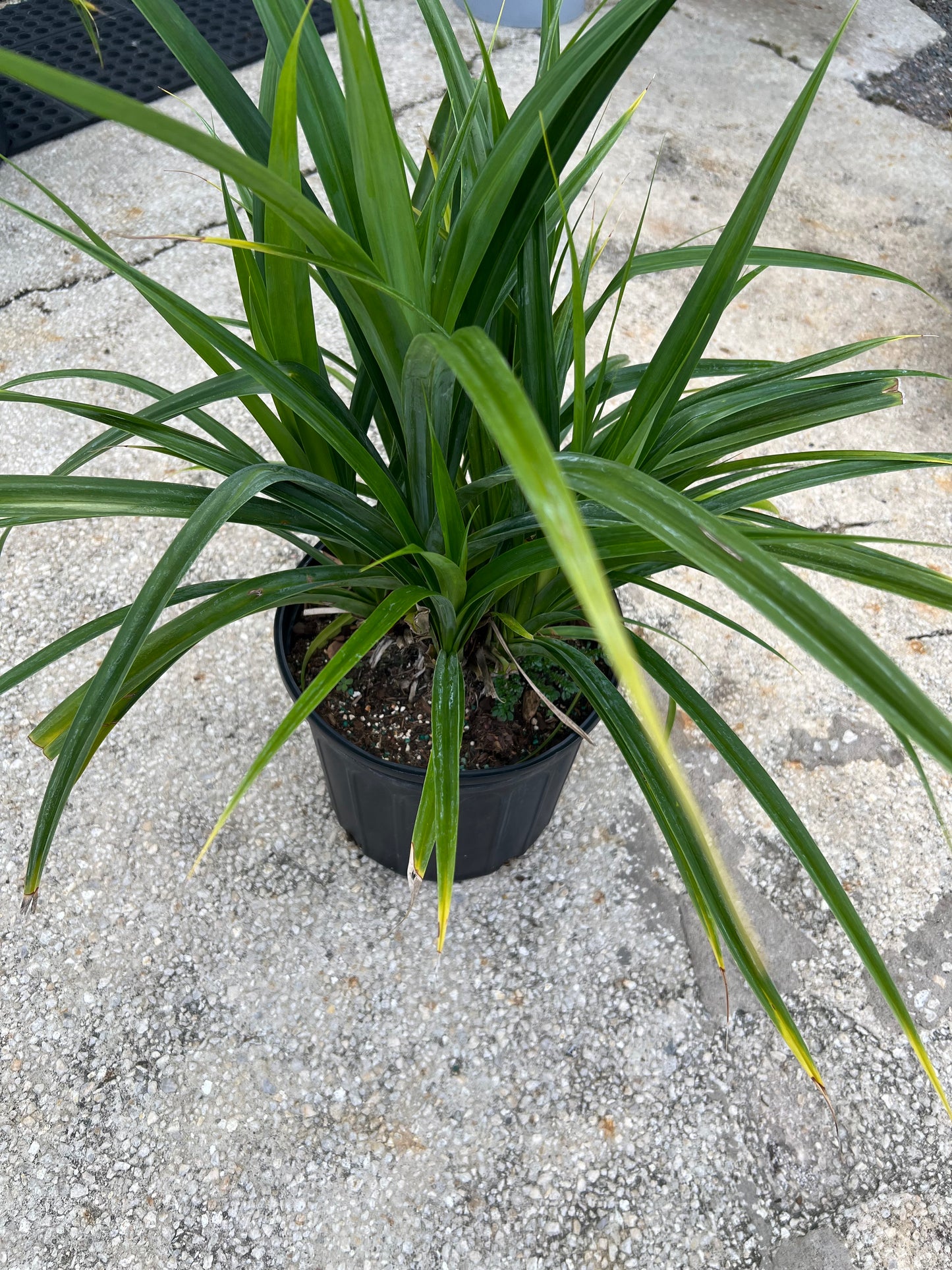 Pandanus Dwarf