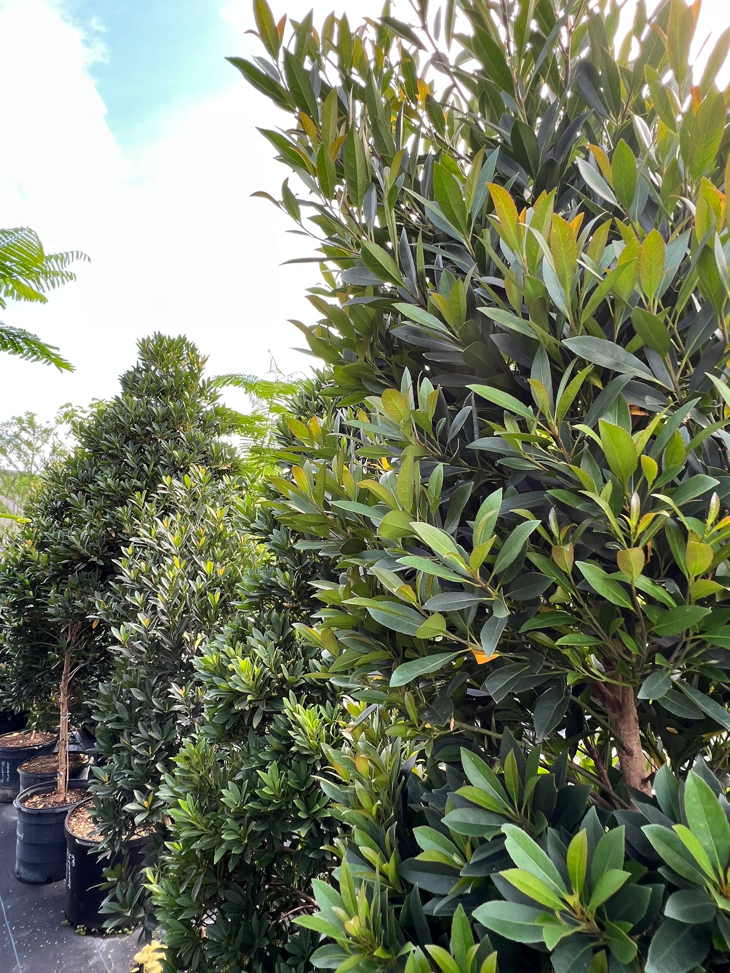 Japanese Blueberry (Elaeocarpus decipiens)