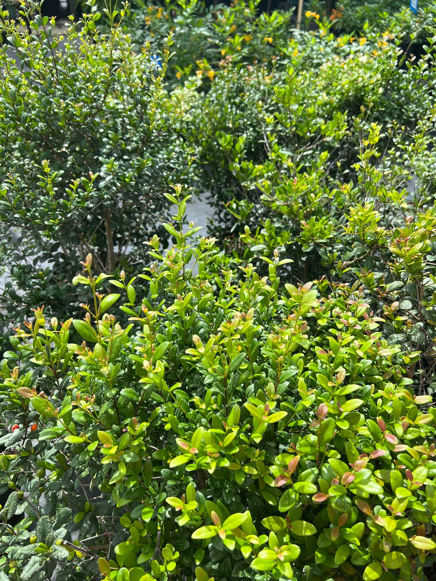 Simpson Stopper (Myrcianthes fragrans) N
