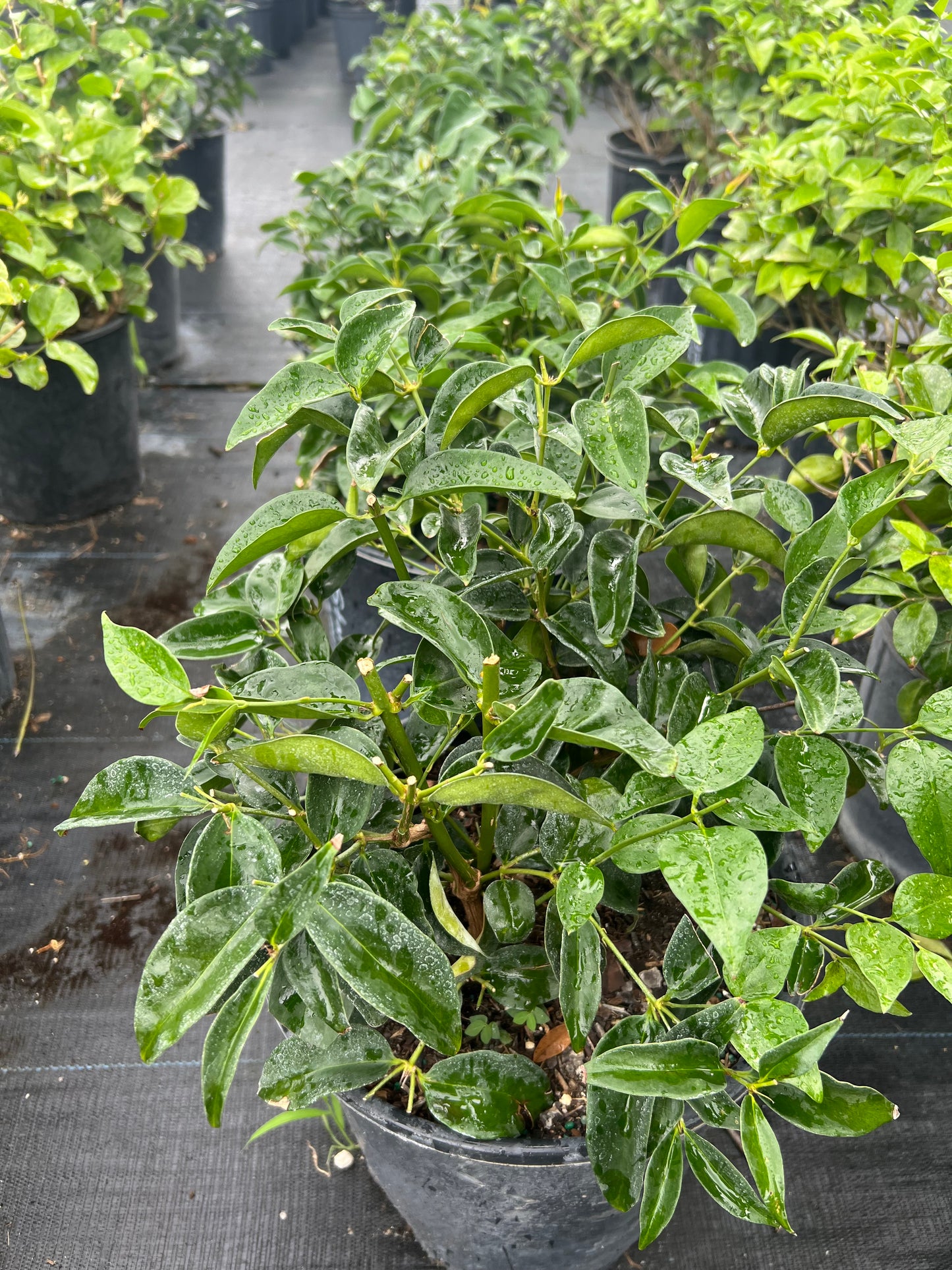 Jasmine Shrubs