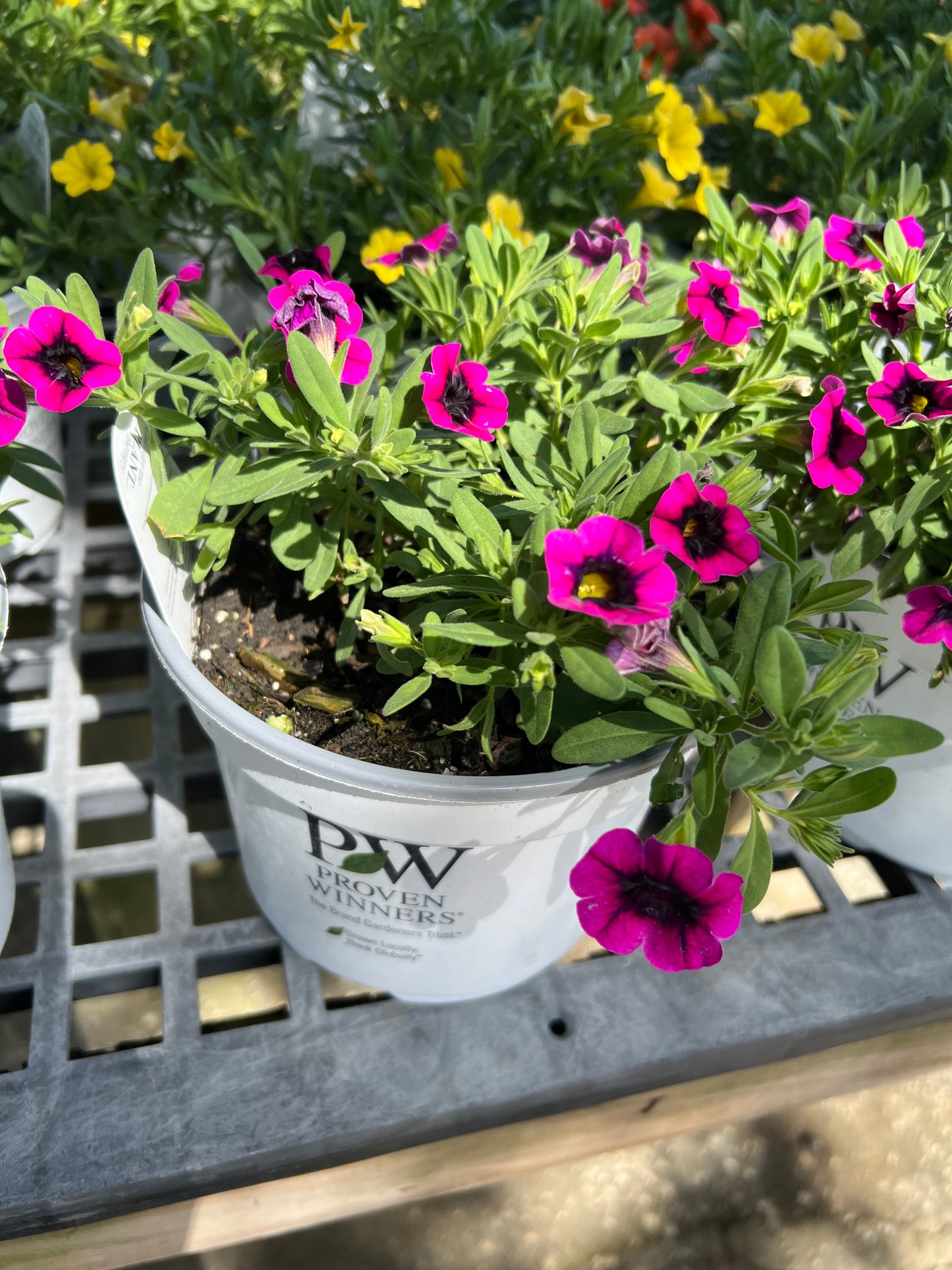 Calibrachoa