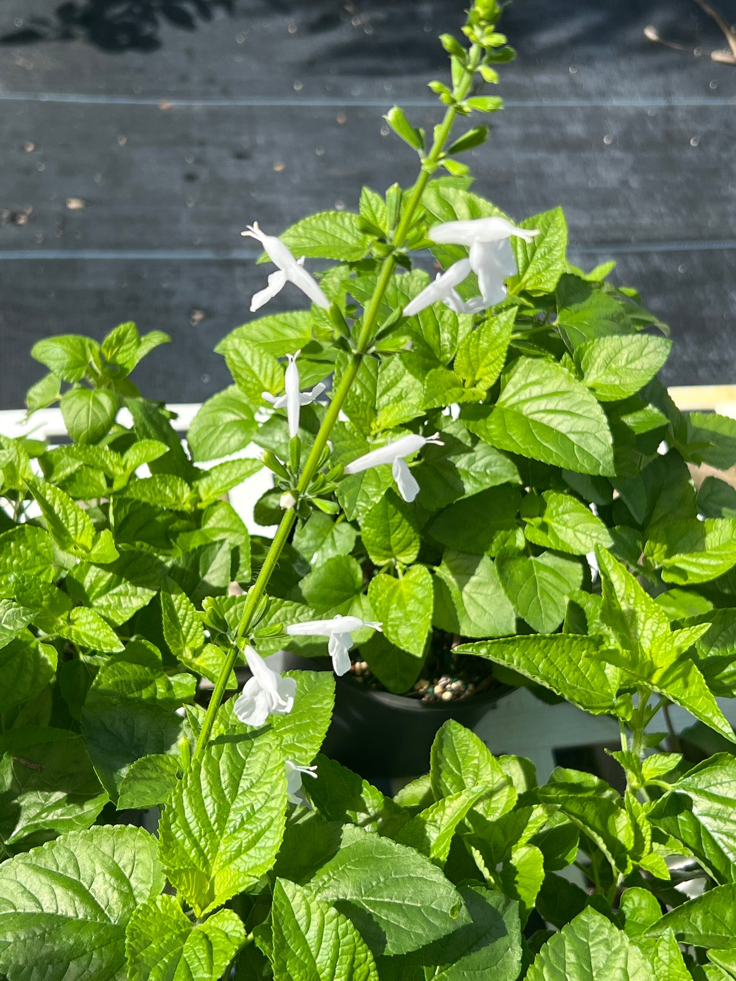 Sage Tropical (Salvia Coccinea) N