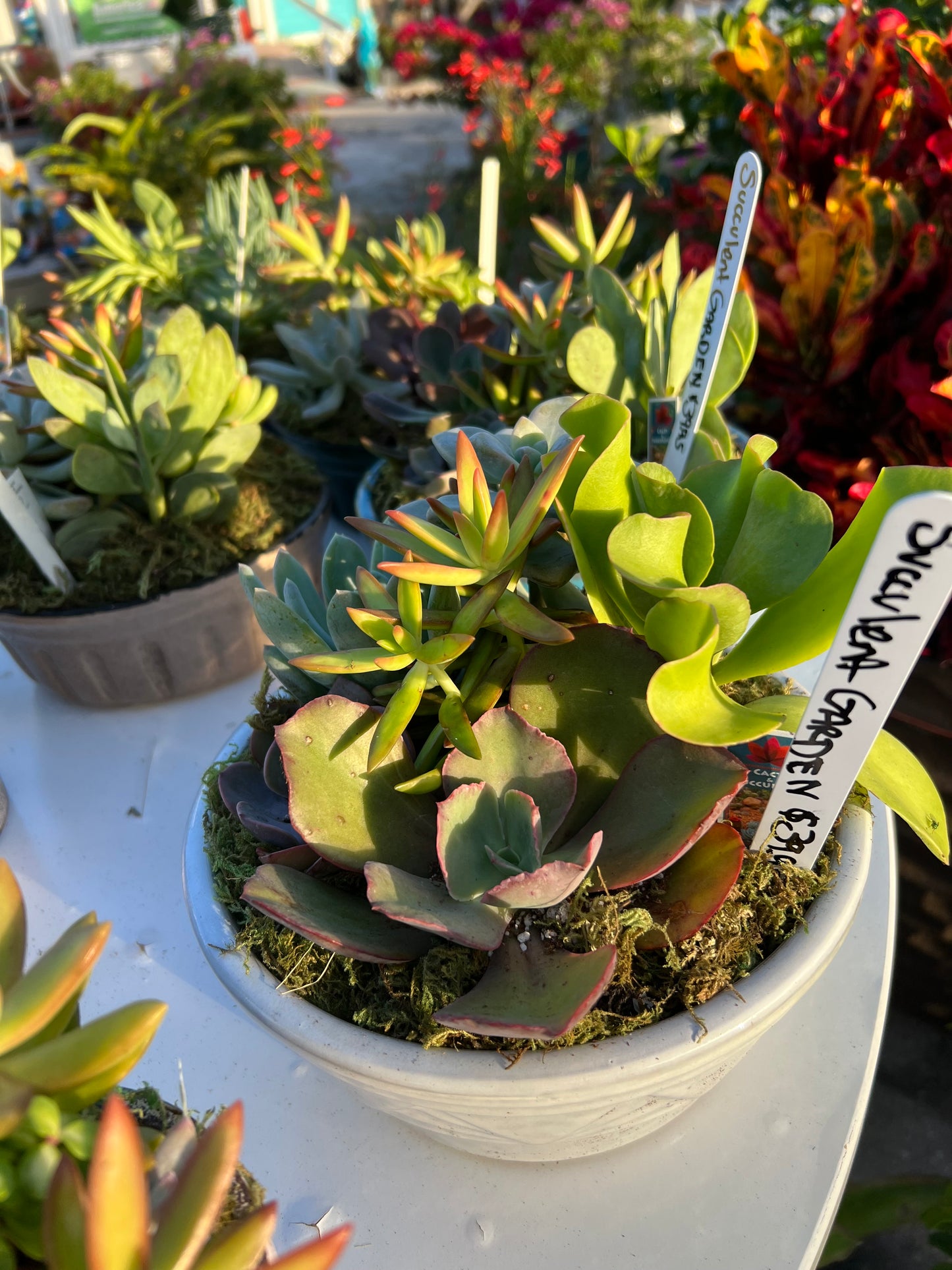 Succulent Garden Dish