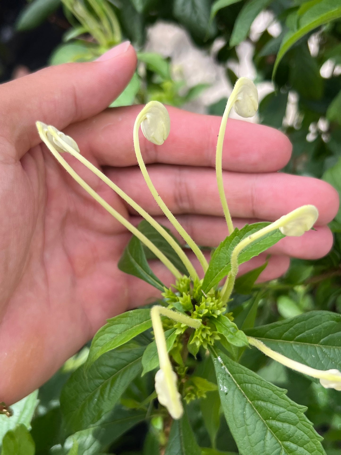 Clerodendrum Musical No-3G-3 gal