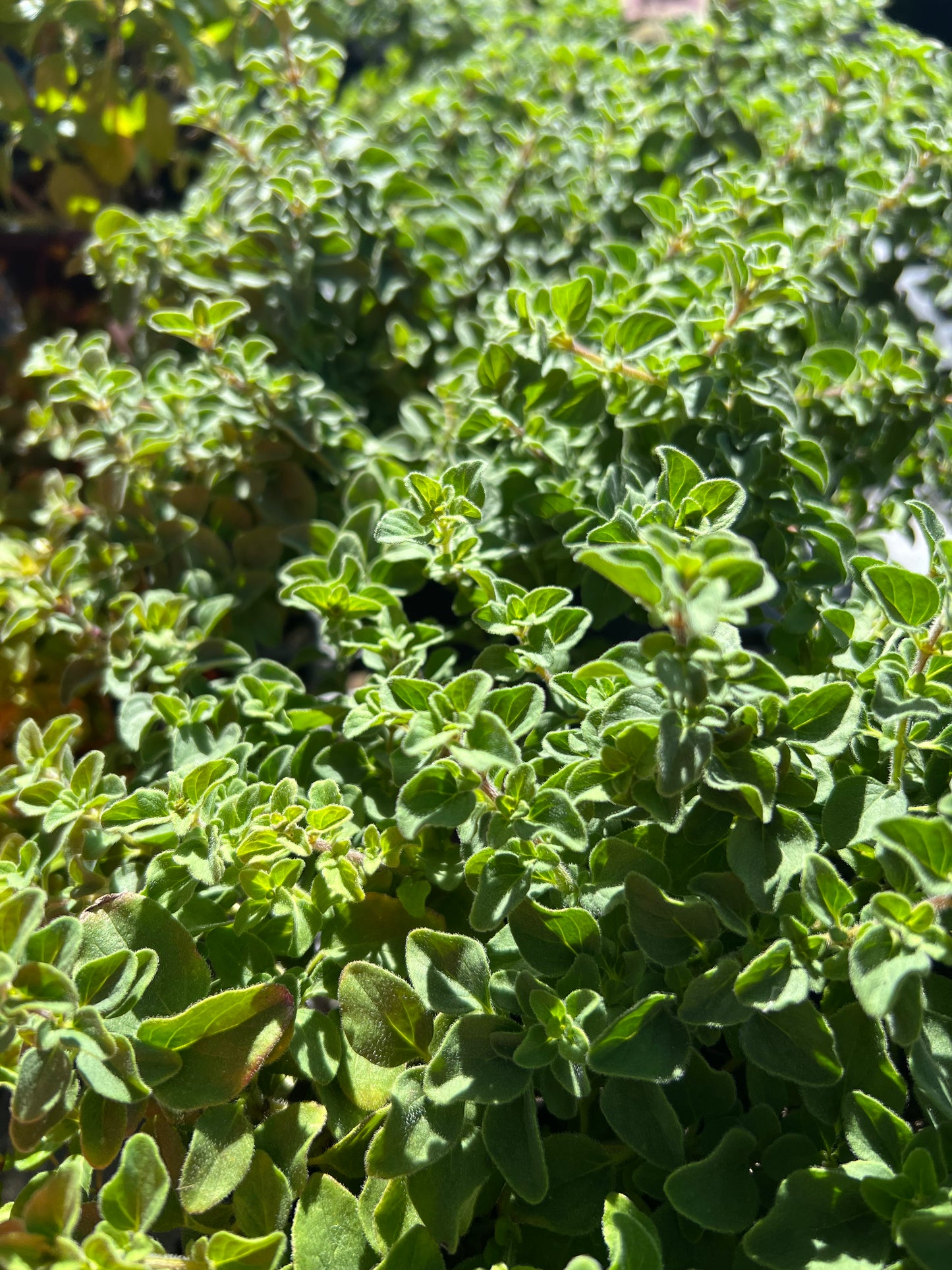 Herb Oregano Spicy Hot-1G-1 gal