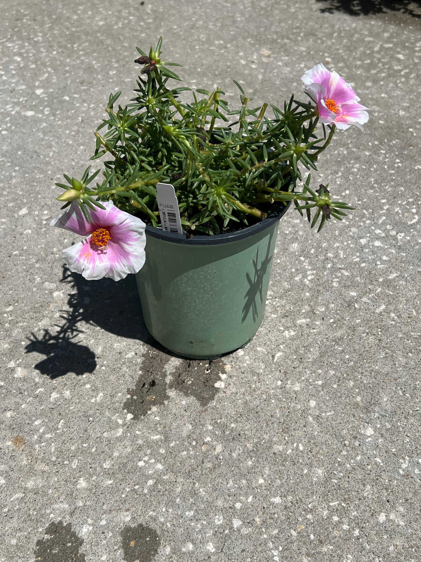 Portulaca 1G