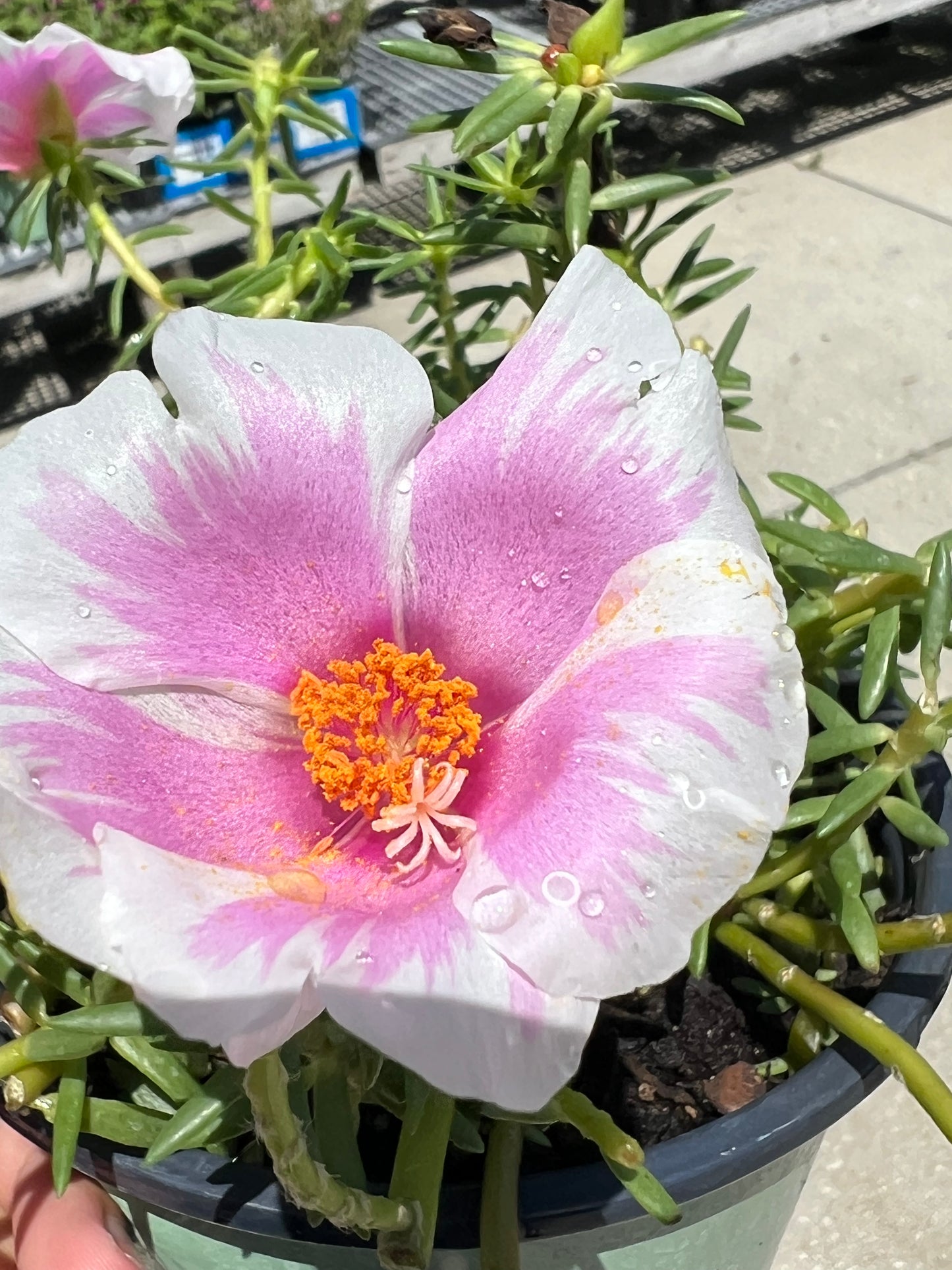 Portulaca 1G