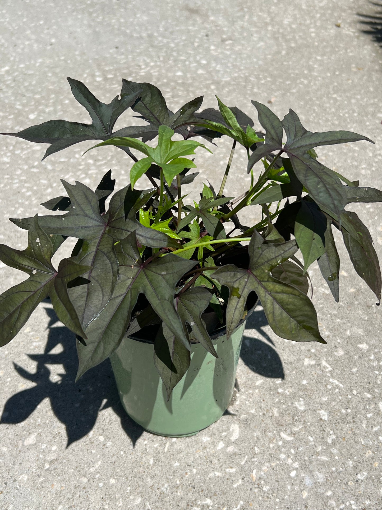 Sweet Potato Vine (Ipomoea batatas) 1G