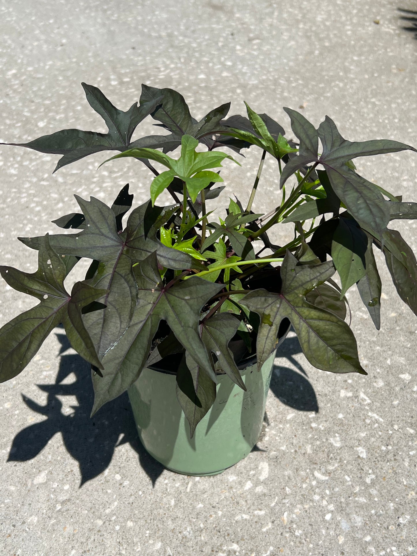 Sweet Potato Vine (Ipomoea batatas) 1G