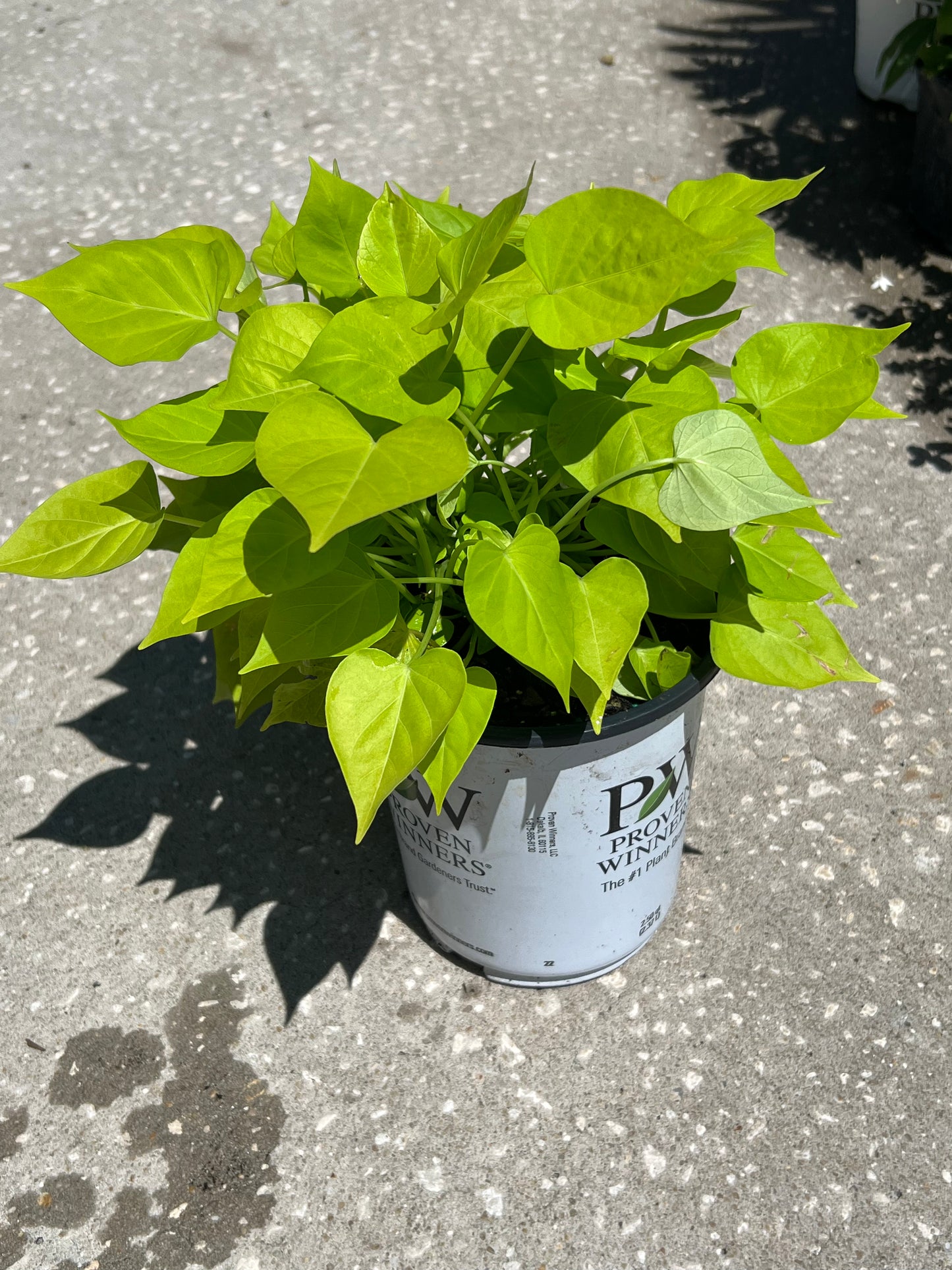 Sweet Potato Vine (Ipomoea batatas) 1G