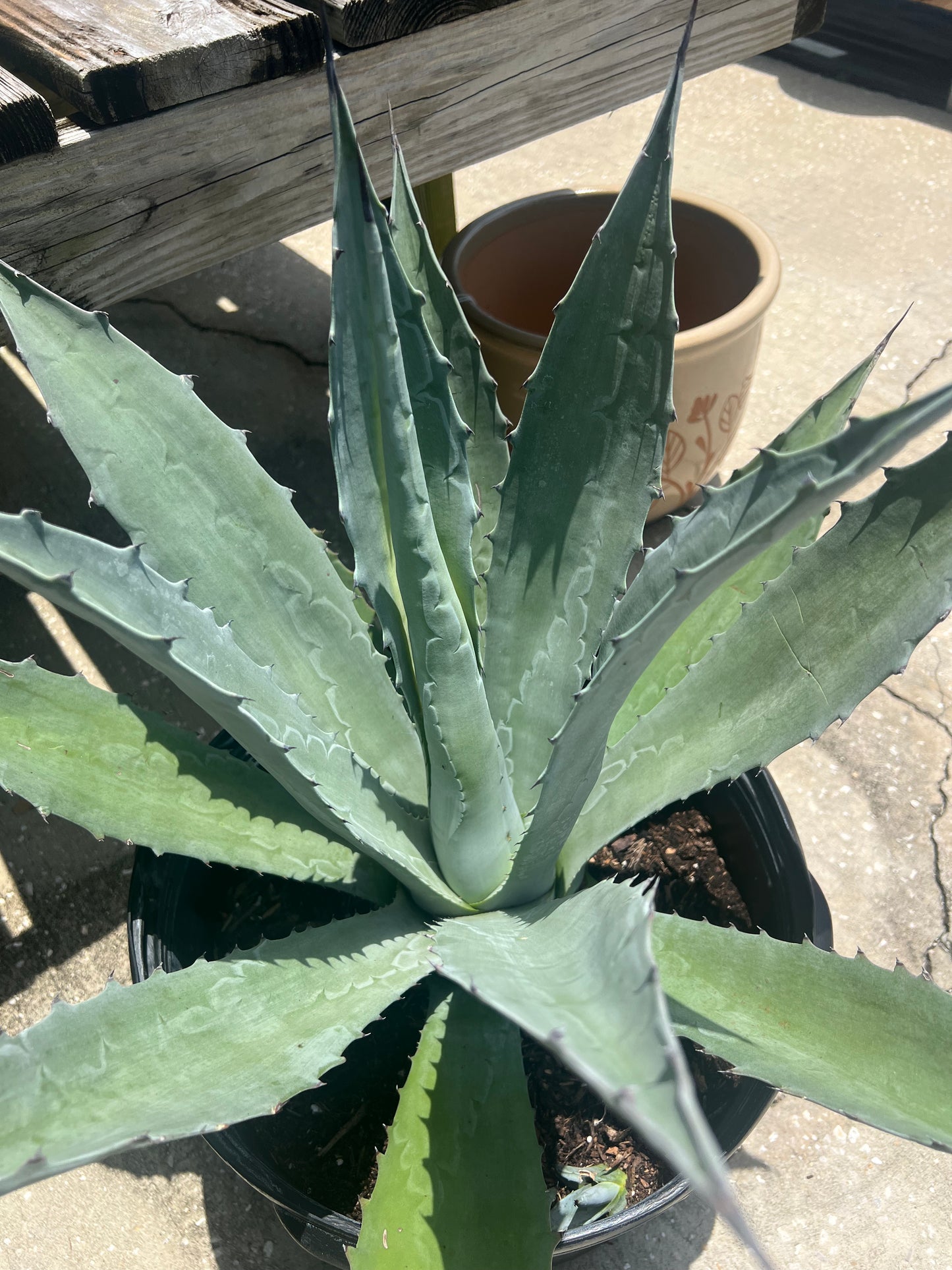 Agave Americana Blue (century plant)