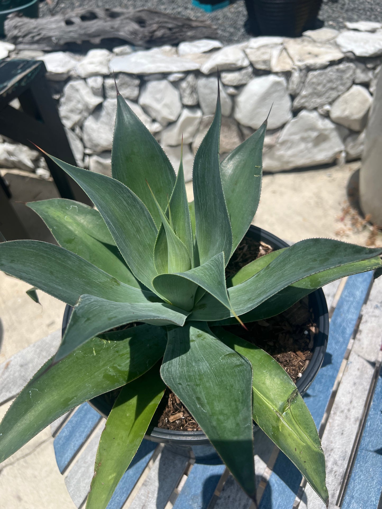 Agave Blue Flame