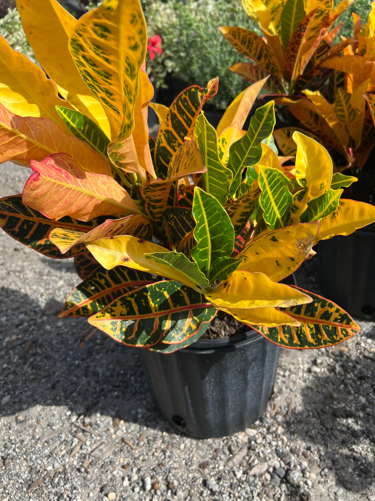 Croton Petra
