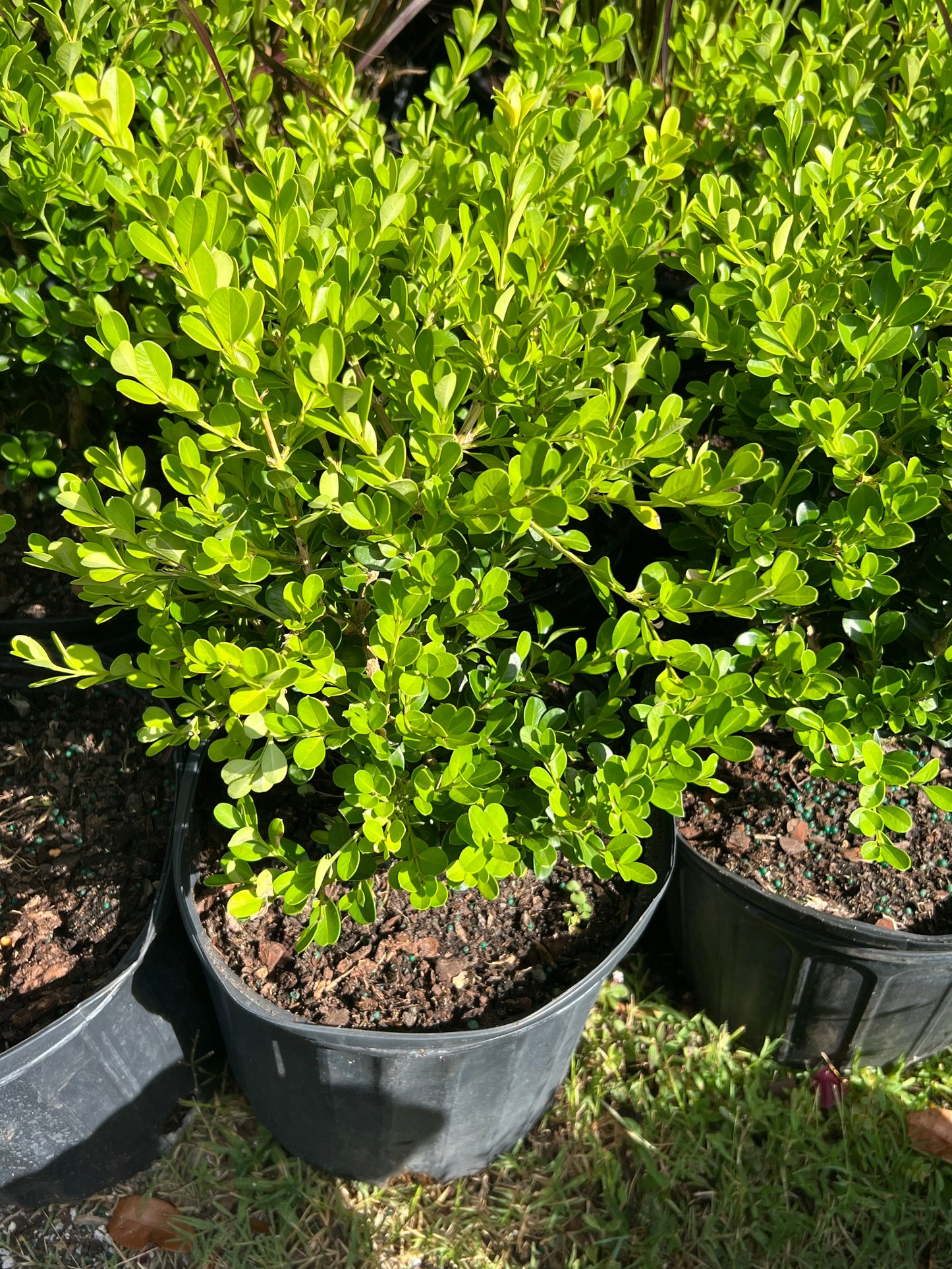 Carissa Emerald Blnkt-3G