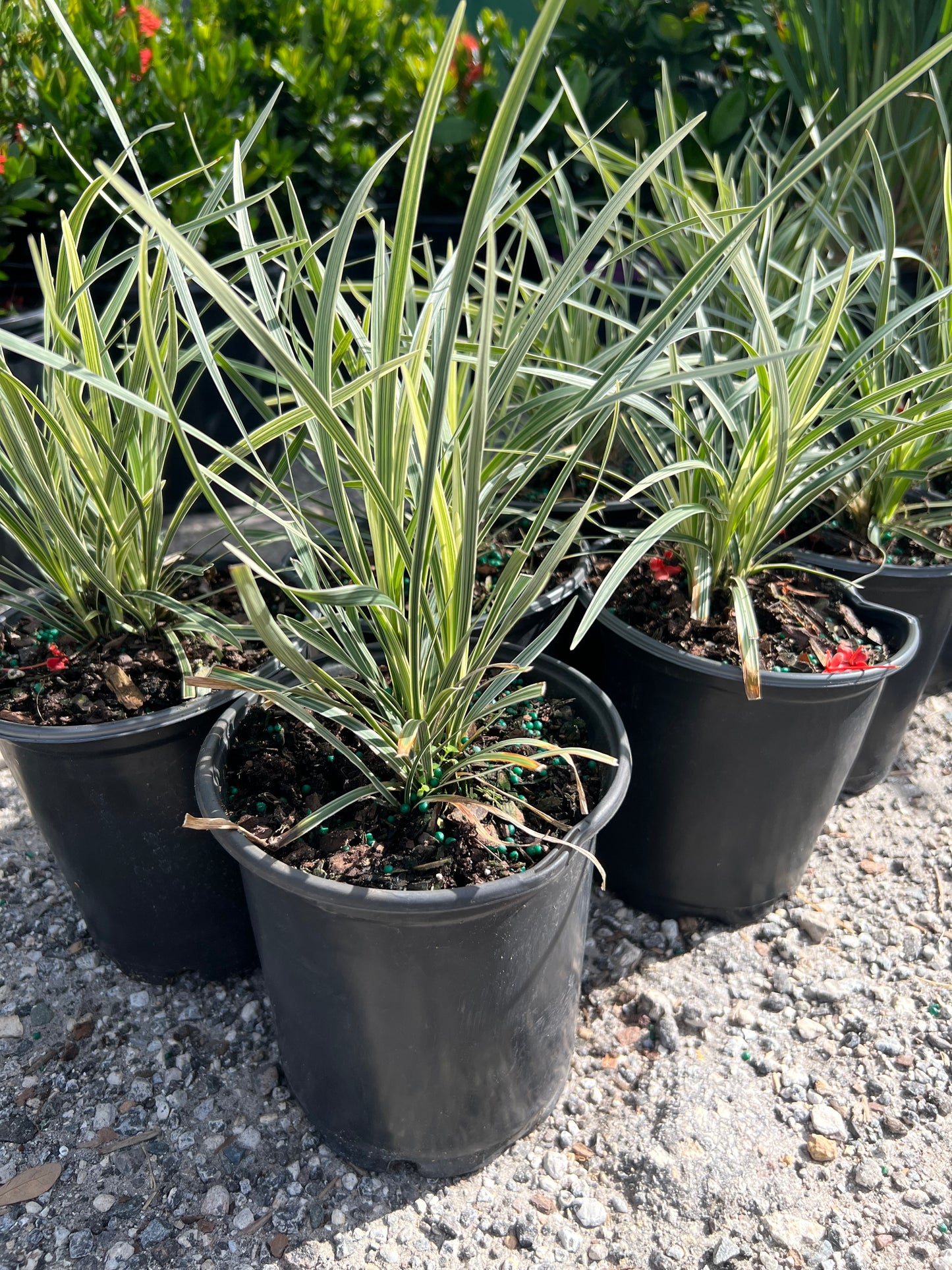 Liriope Aztec Grass 1G