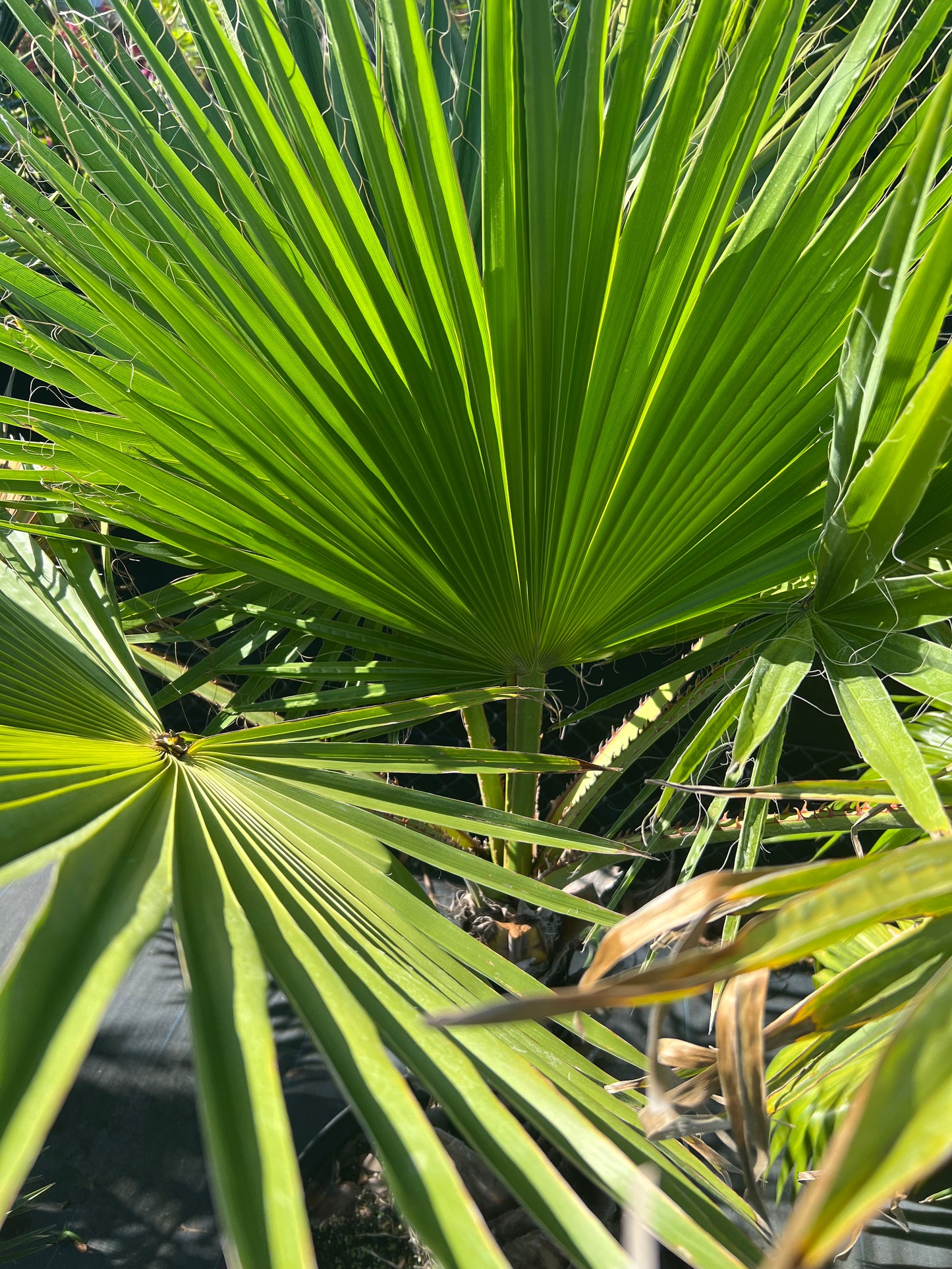 Palm Washingtonia-25G