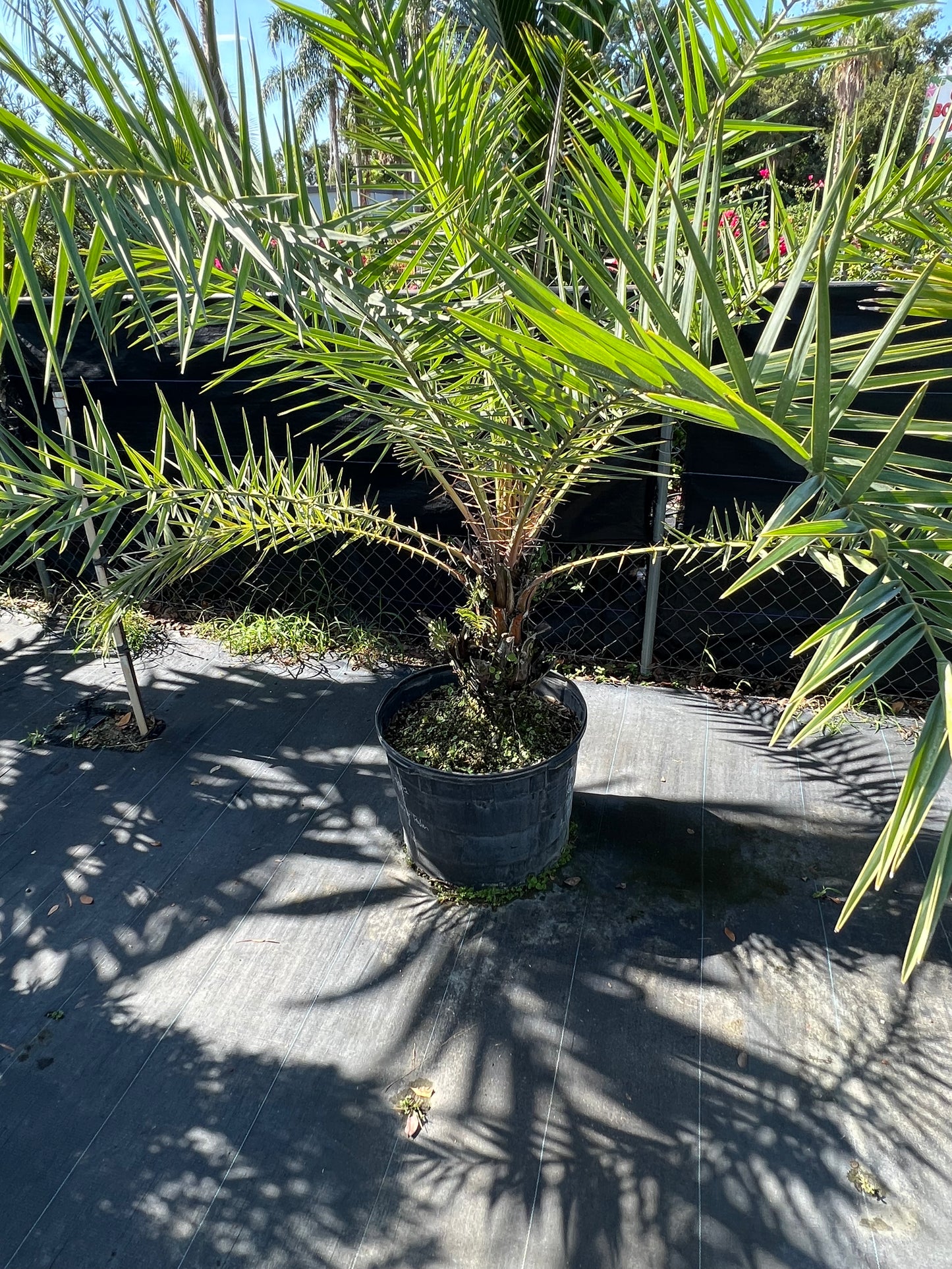 Reclinata Palm